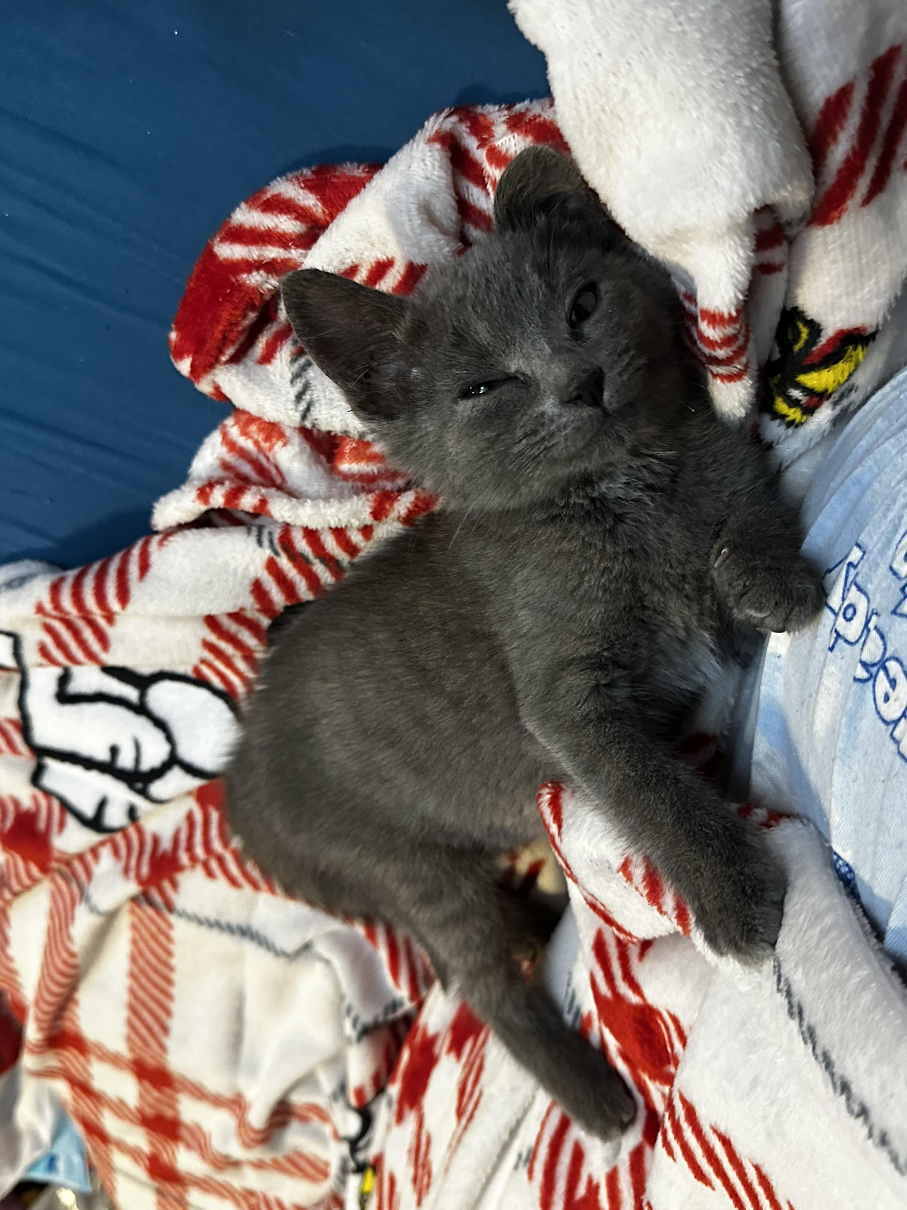 Moonshine, adopted, Kitten Female Russian Blue.