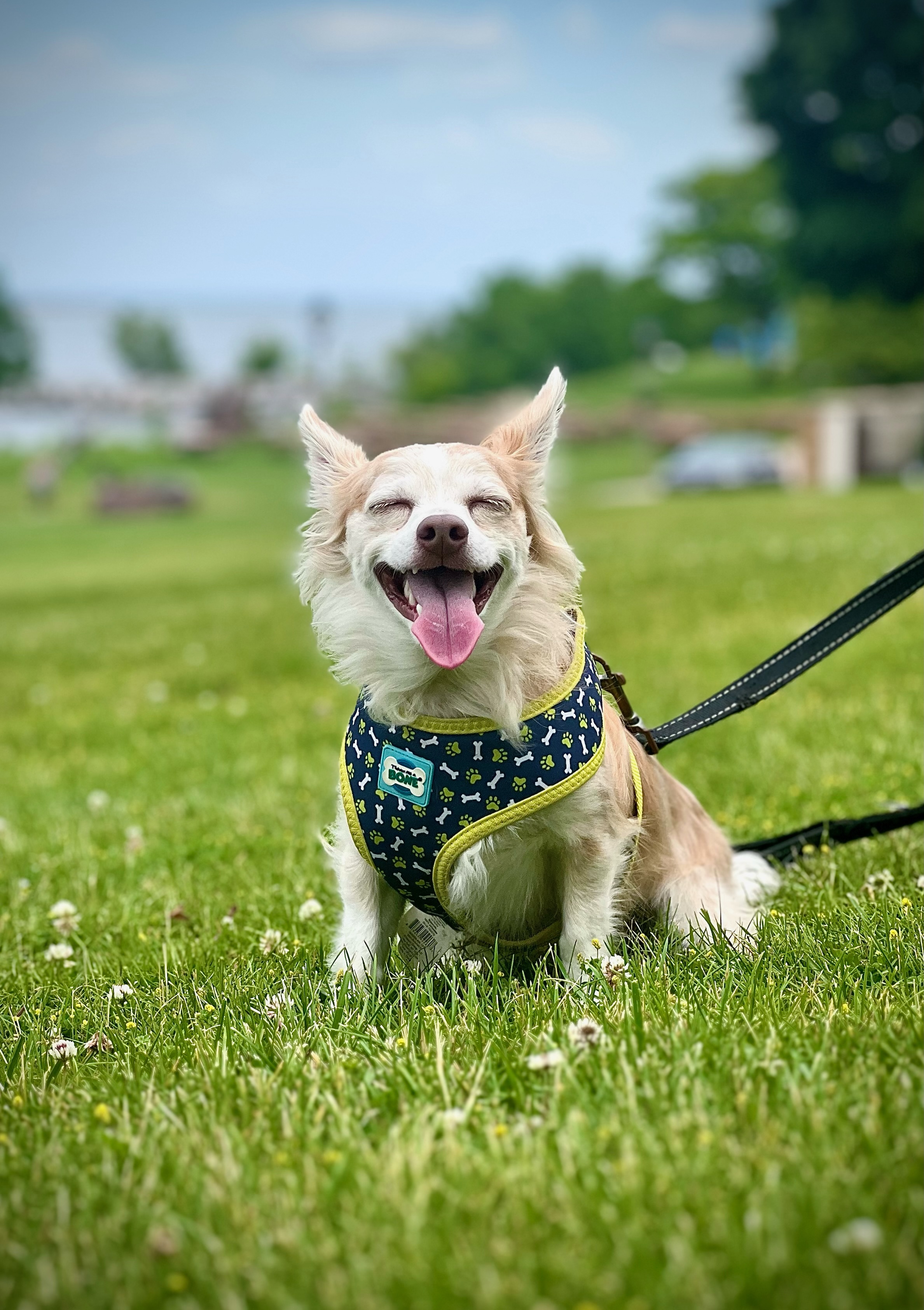 Dog for adoption Oliver. ADOPTED, a Papillon & Chihuahua Mix in Union