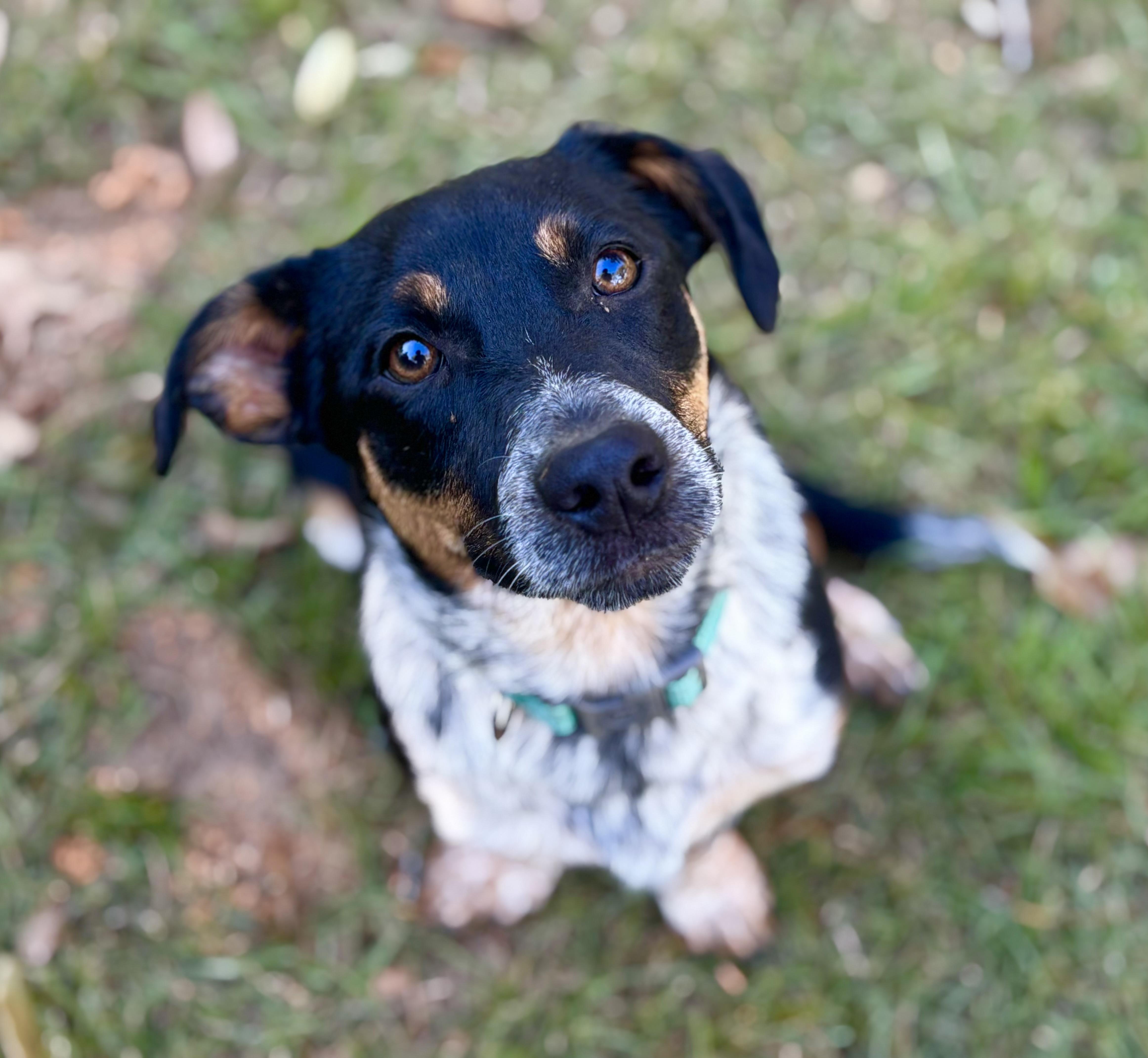 Enlarge Vinny, a Adoptable mixed breed in Brewster,, NY image 5/6