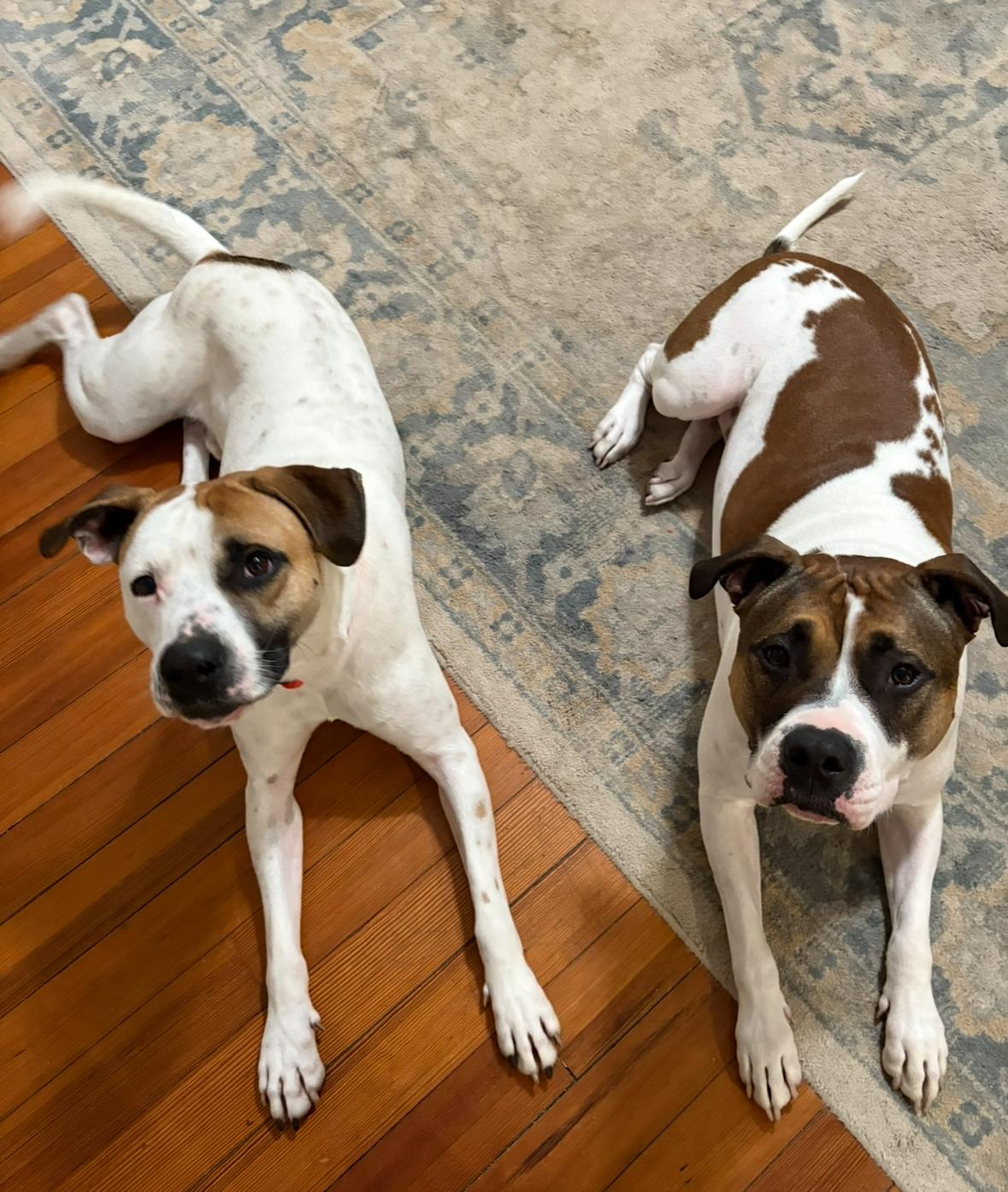 Enlarge Zuko, a Adoptable mixed breed in Nutting Lake, MA image 4/5