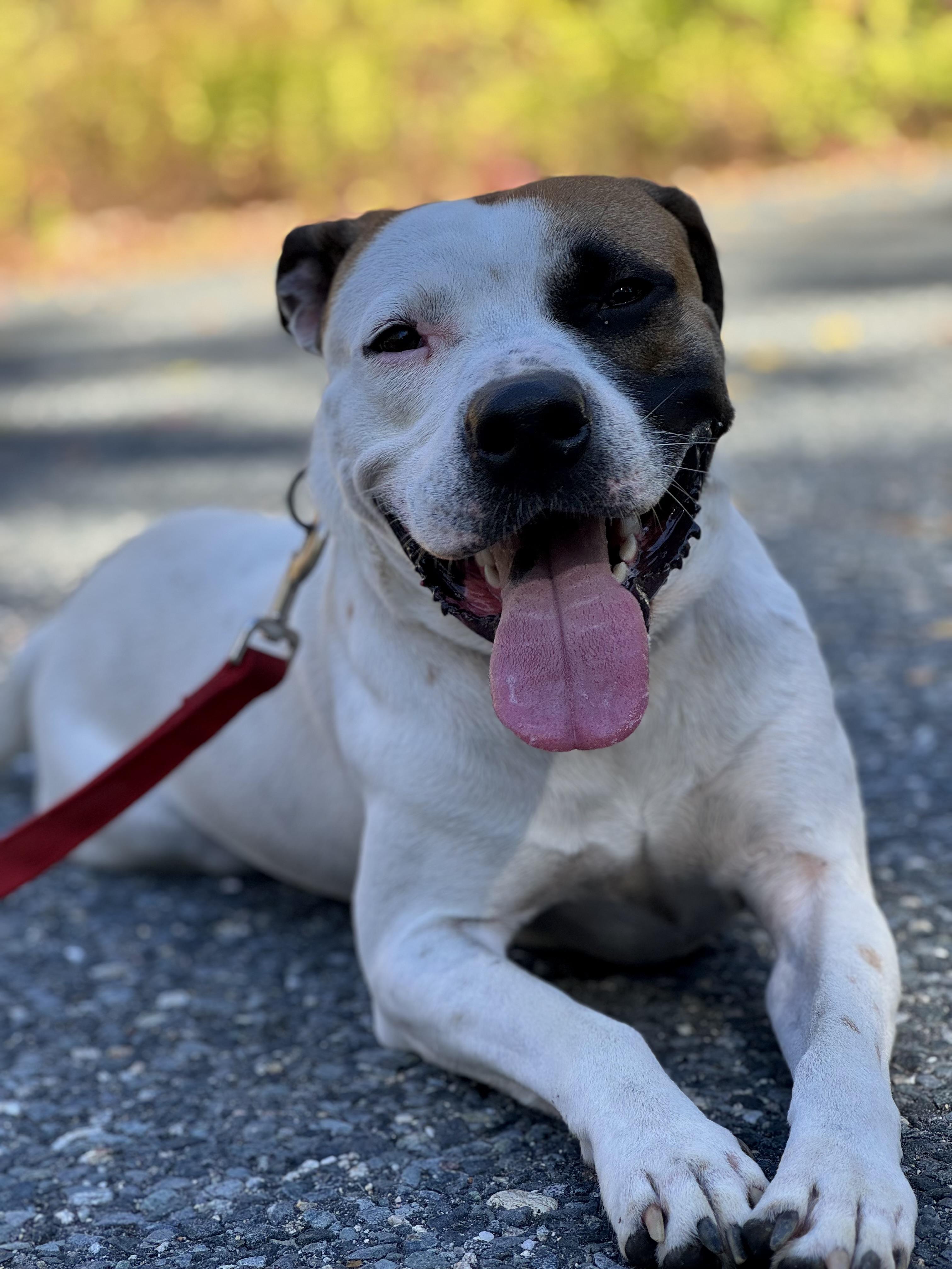 Enlarge Zuko, a Adoptable mixed breed in Nutting Lake, MA image 5/5