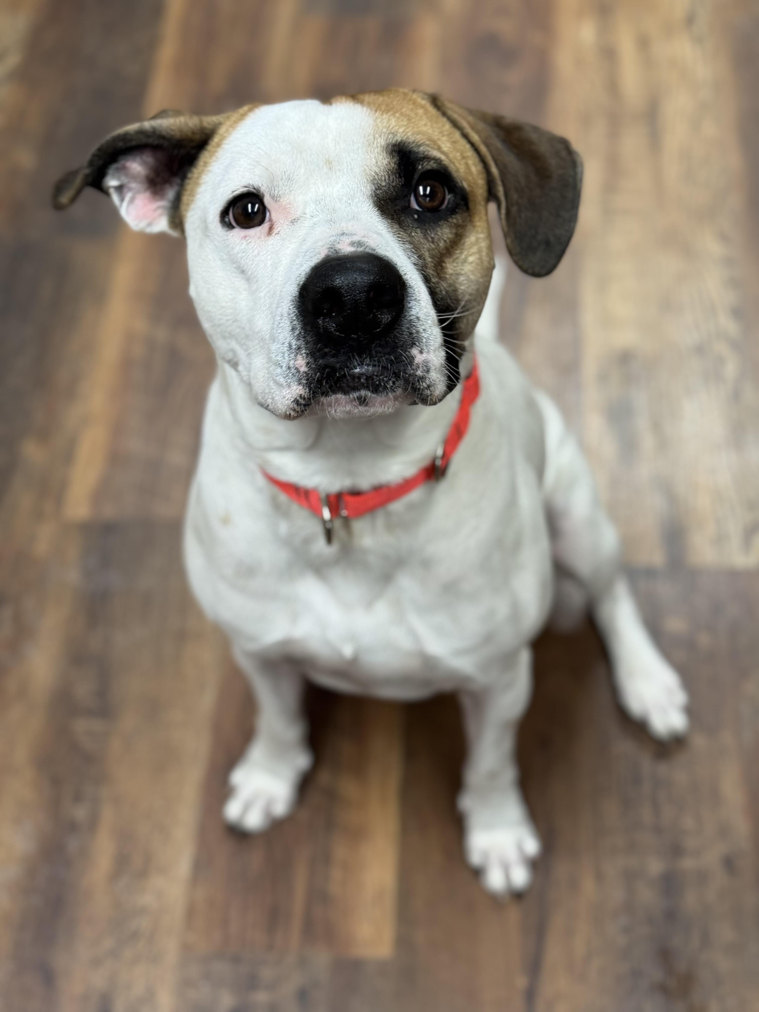 Enlarge Zuko, a Adoptable mixed breed in Nutting Lake, MA image 2/5