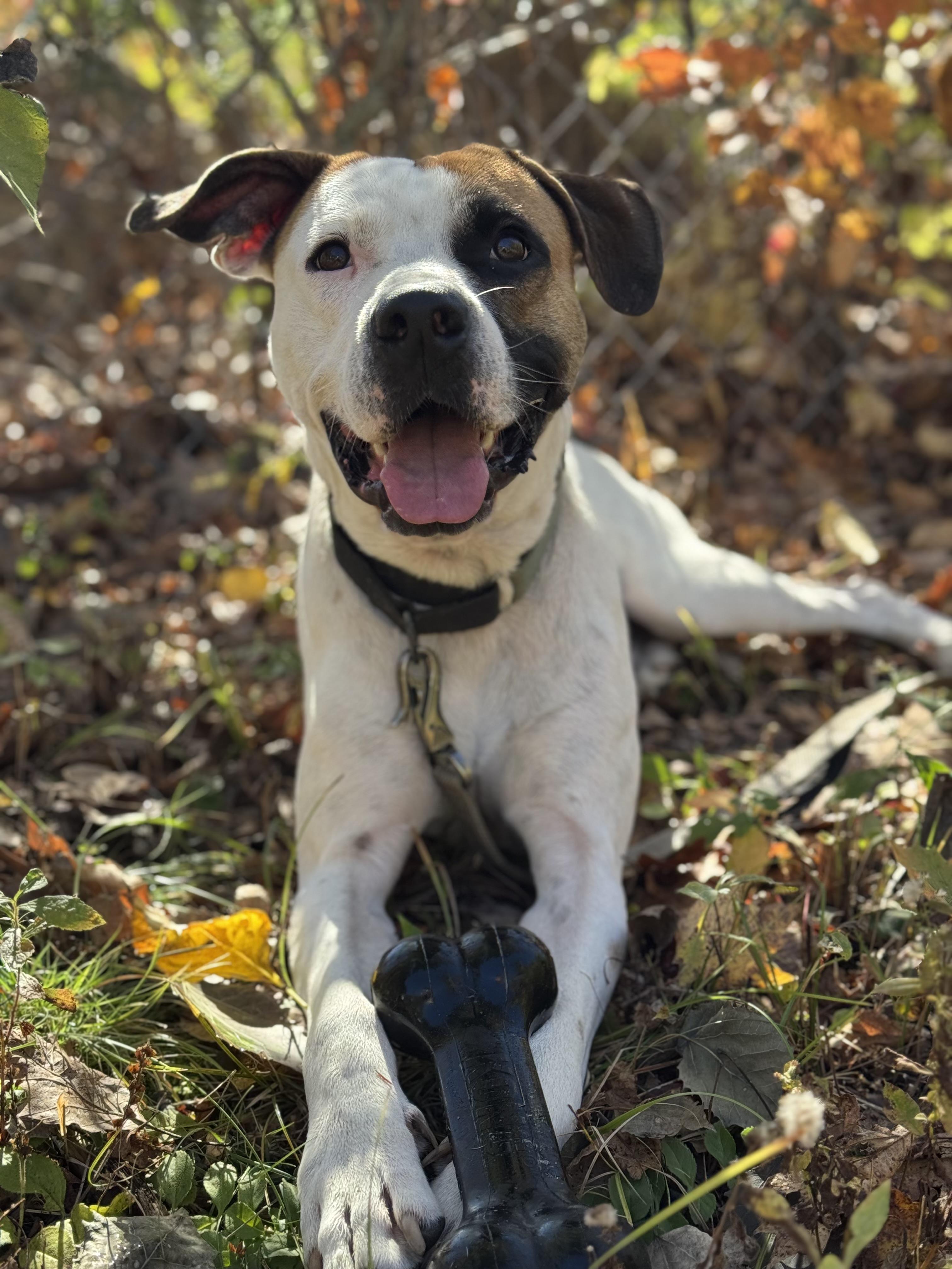 Enlarge Zuko, a Adoptable mixed breed in Nutting Lake, MA image 1/5