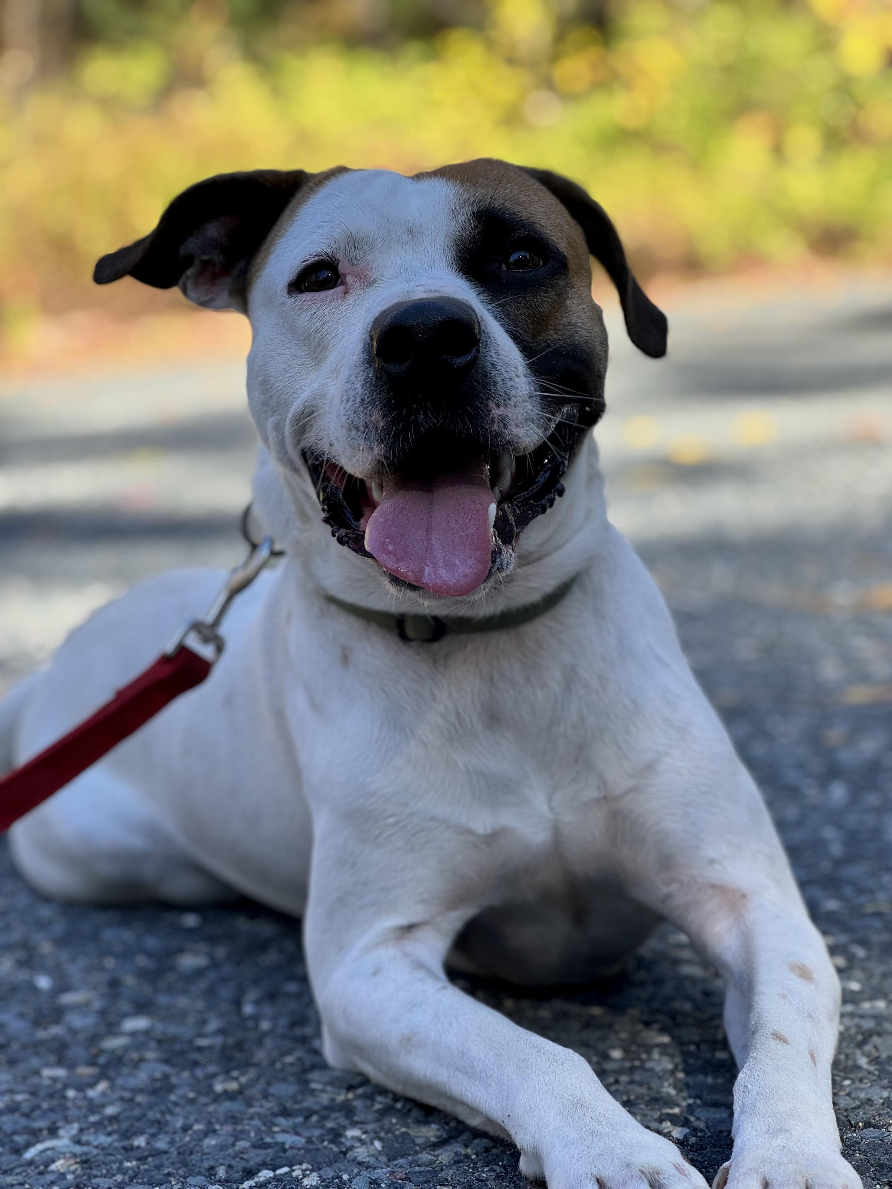 Enlarge Zuko, a Adoptable mixed breed in Nutting Lake, MA image 3/5