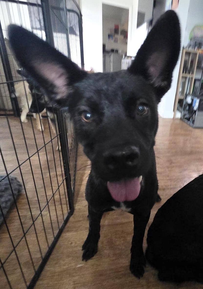 Daisy, ADOPTABLE, Young Female Cane Corso & Xoloitzcuintli / Mexican Hairless.