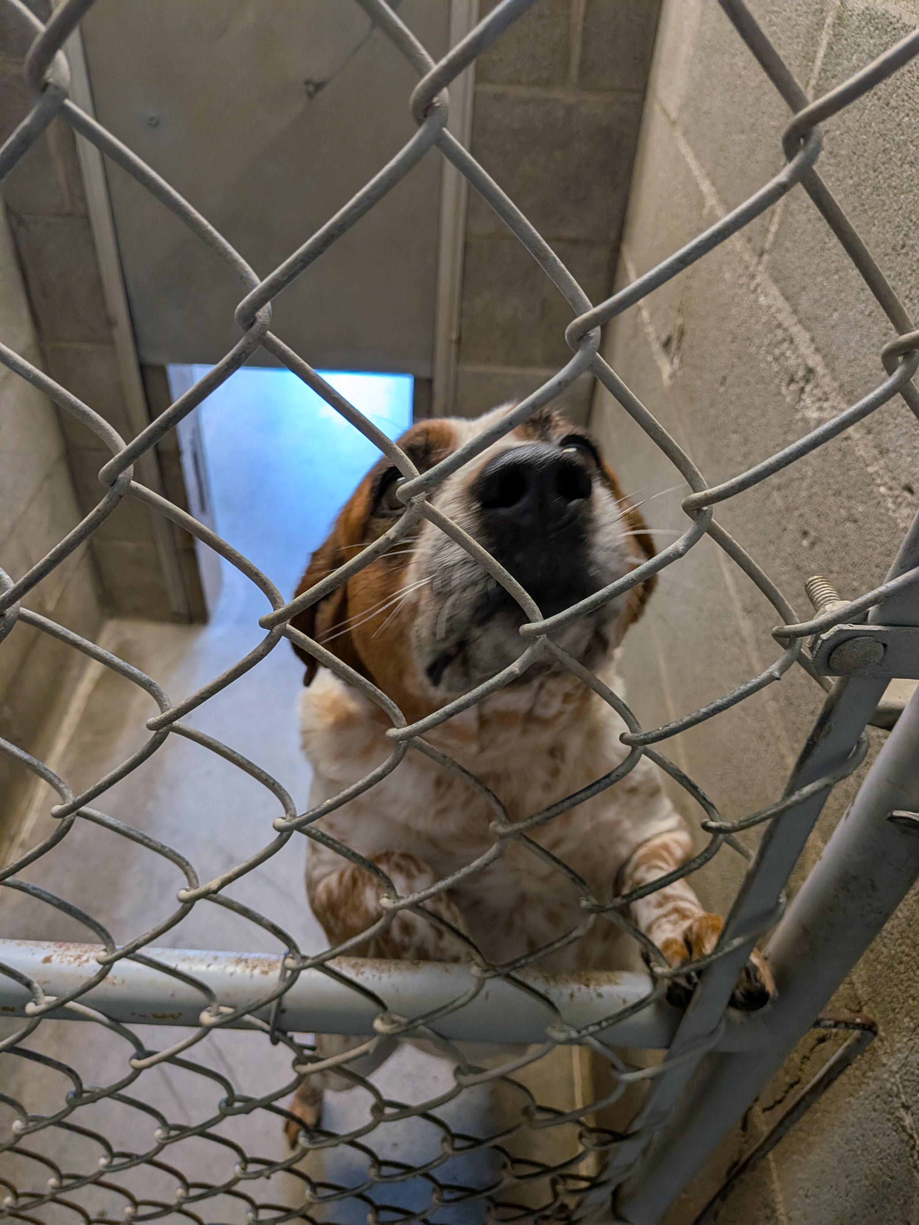 Enlarge Annie, a ADOPTABLE Australian Cattle Dog / Blue Heeler in Hermiston, OR image 2/3