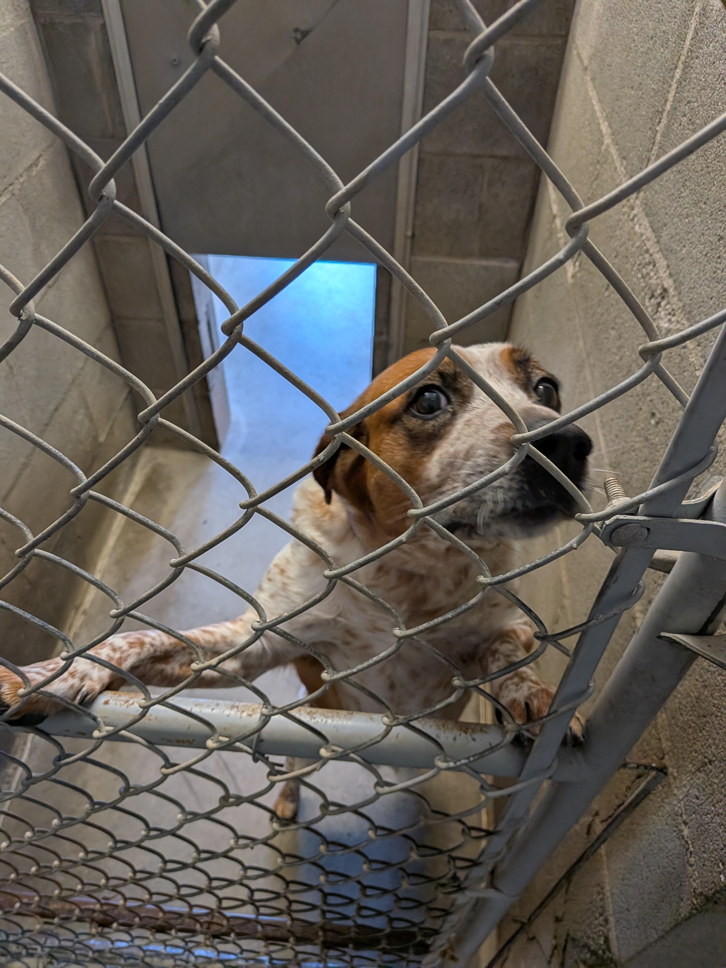 Enlarge Annie, a ADOPTABLE Australian Cattle Dog / Blue Heeler in Hermiston, OR image 1/3