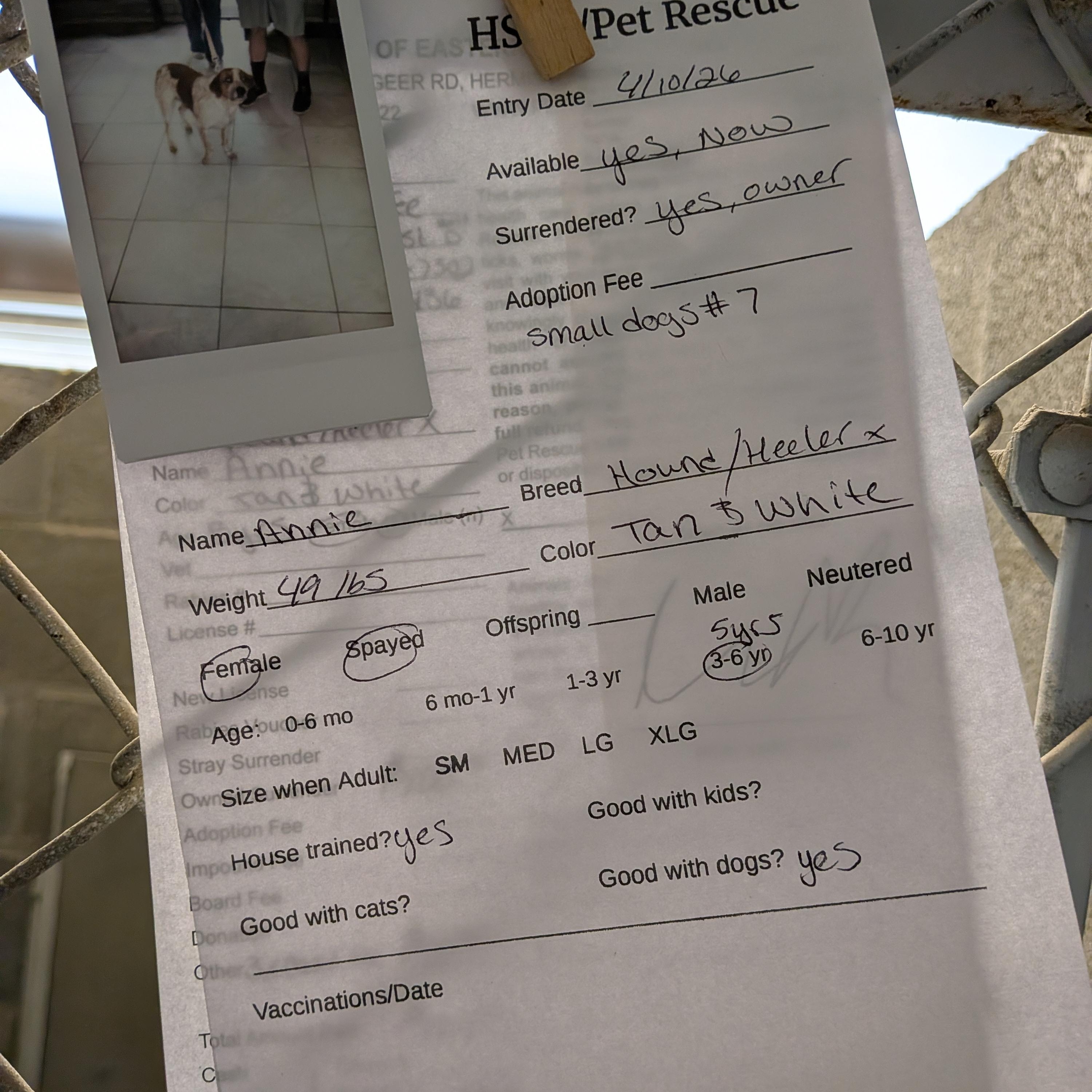 Enlarge Annie, a ADOPTABLE Australian Cattle Dog / Blue Heeler in Hermiston, OR image 3/3