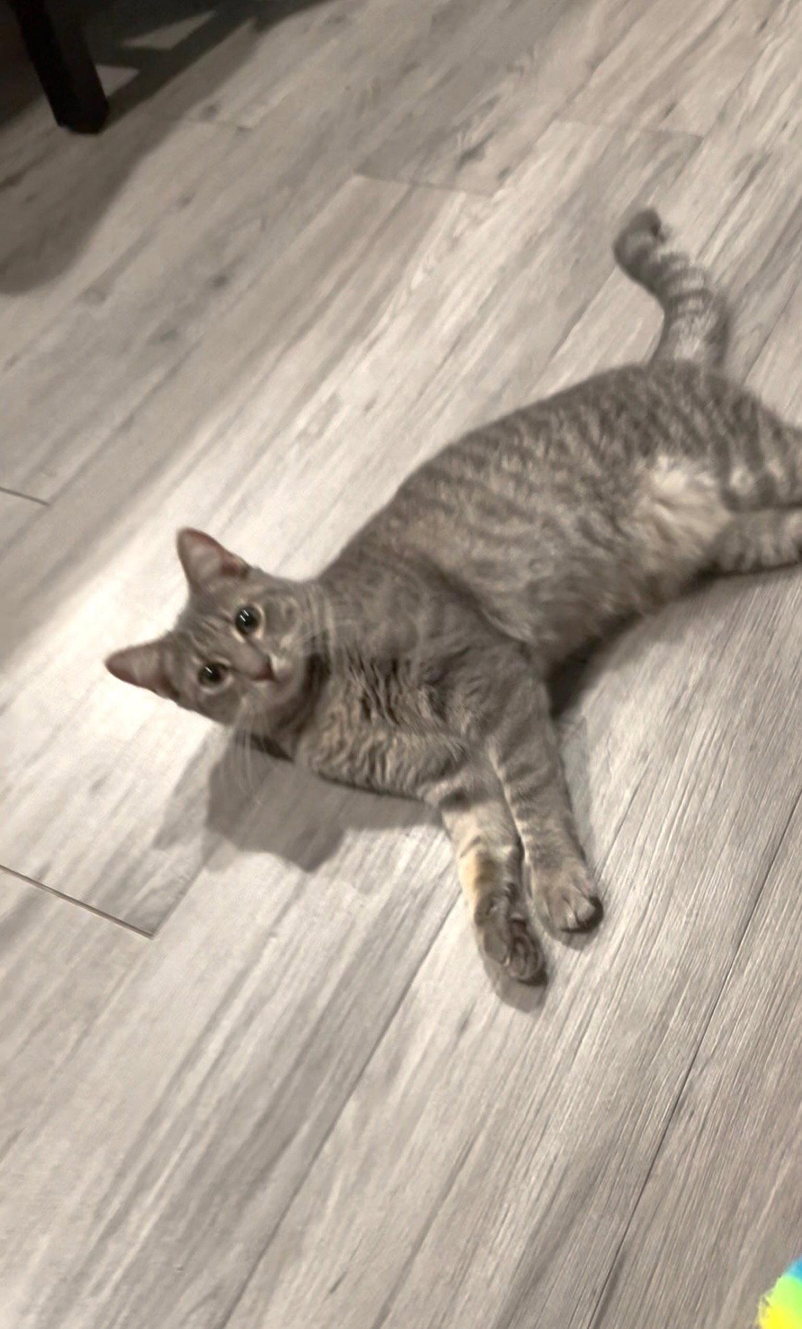 WHISKERS, Adopted, Young Female Domestic Short Hair & Tabby.