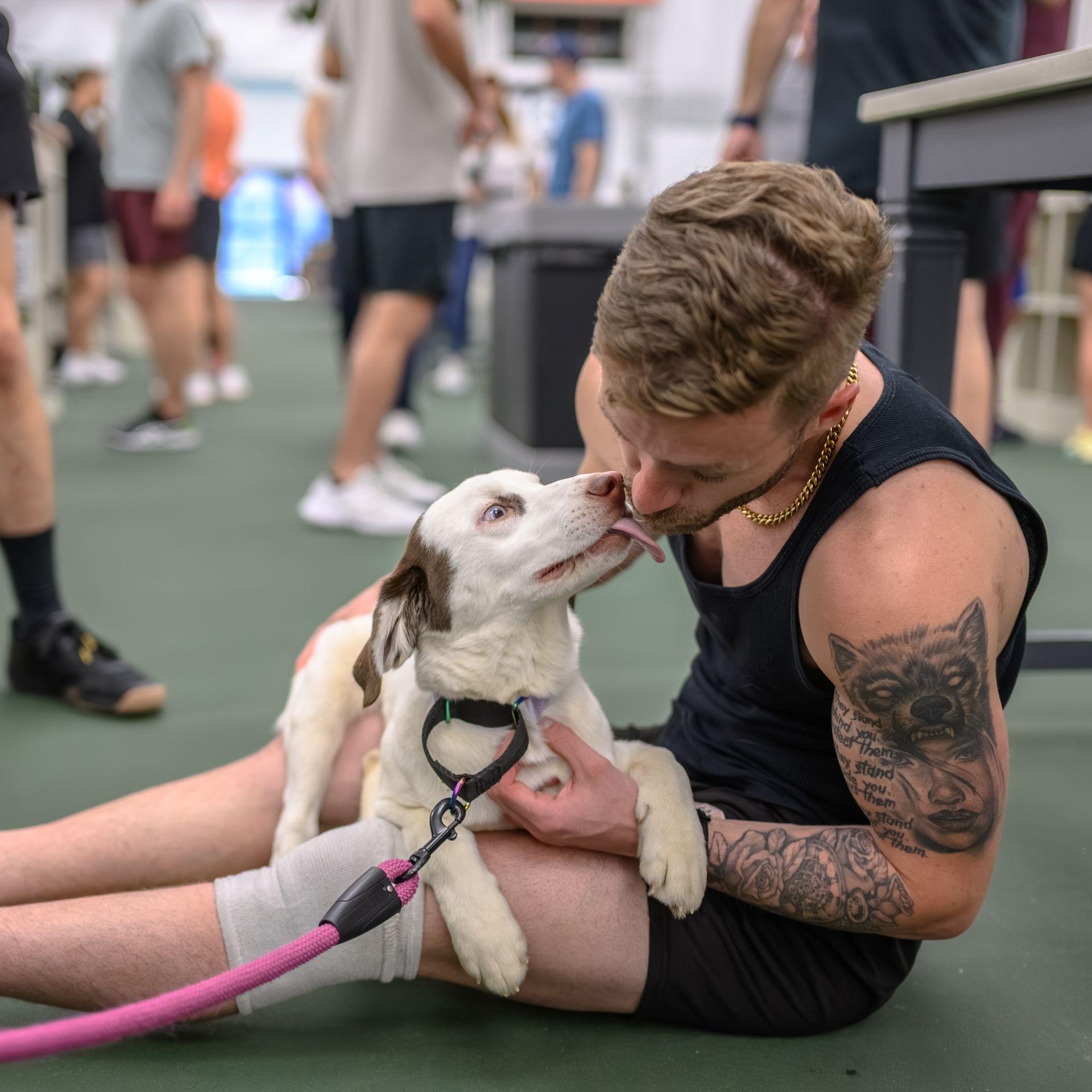 Enlarge BLANCA, a ADOPTABLE mixed breed in Hamilton, NJ image 3/4