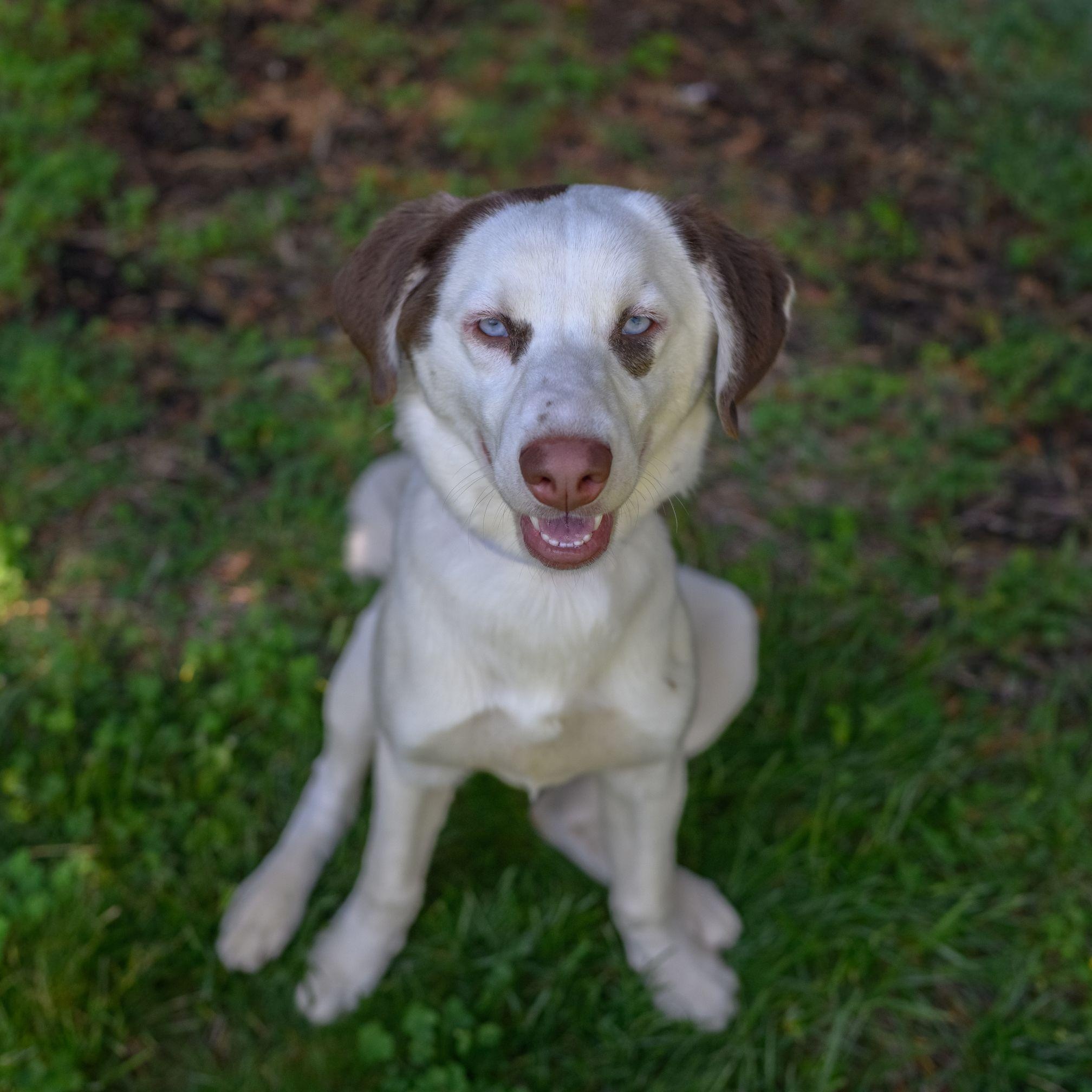 Enlarge BLANCA, a ADOPTABLE mixed breed in Hamilton, NJ image 4/4