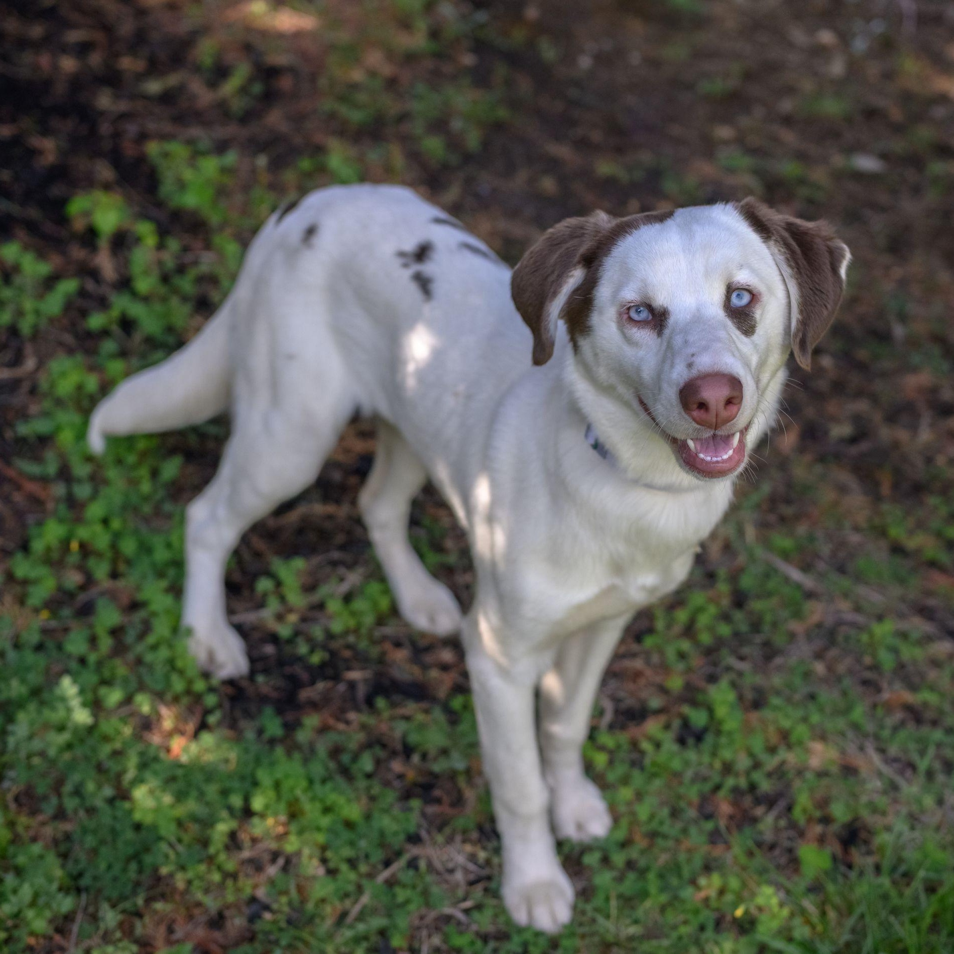 BLANCA, ADOPTABLE, Puppy Female Husky & Poodle.