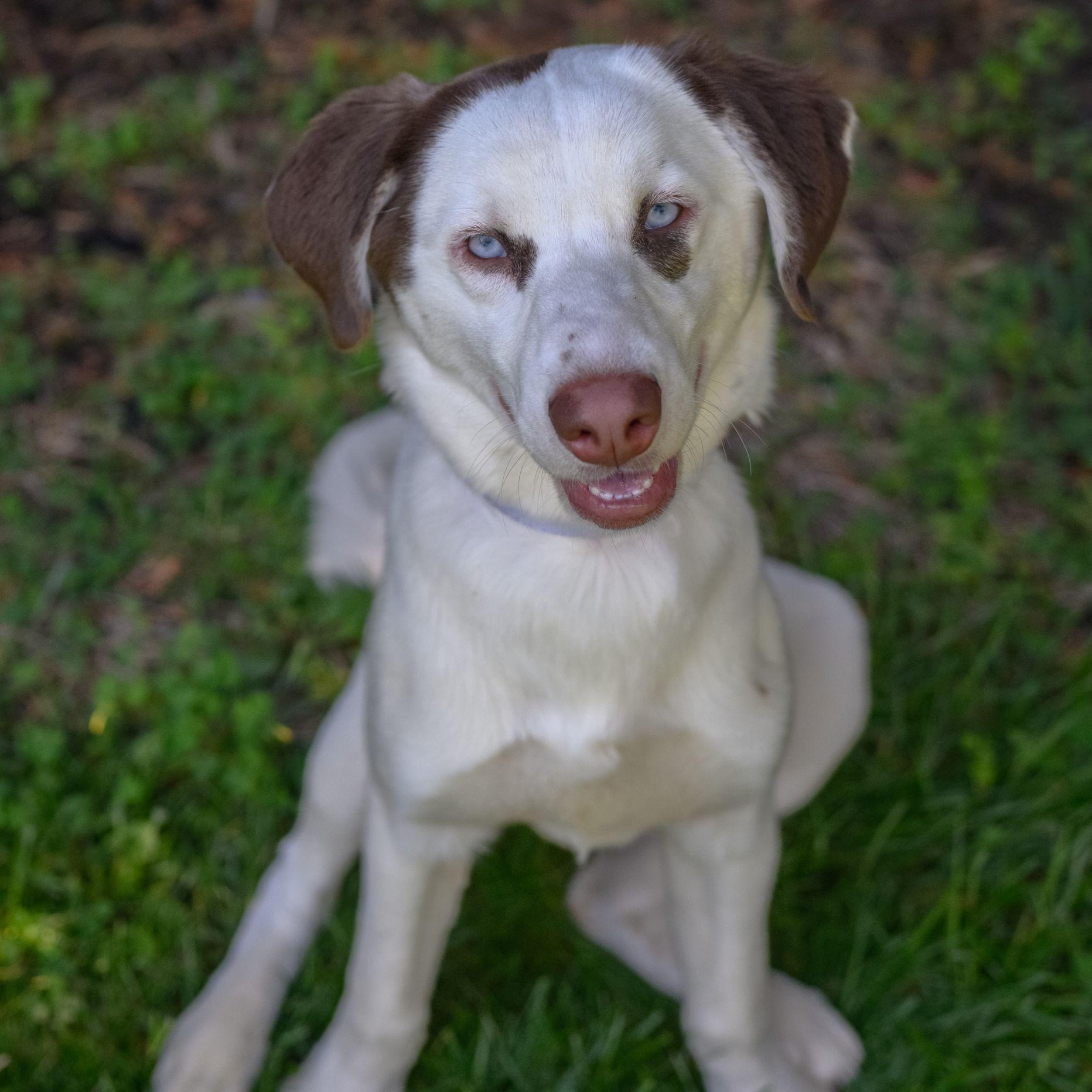 Enlarge BLANCA, a ADOPTABLE mixed breed in Hamilton, NJ image 2/4