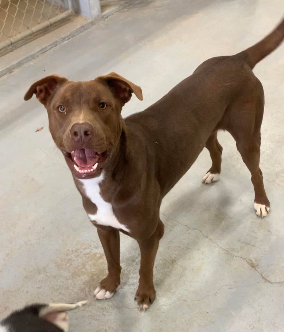 Enlarge Romeo, a Adoptable mixed breed in Mineola, TX image 1/1