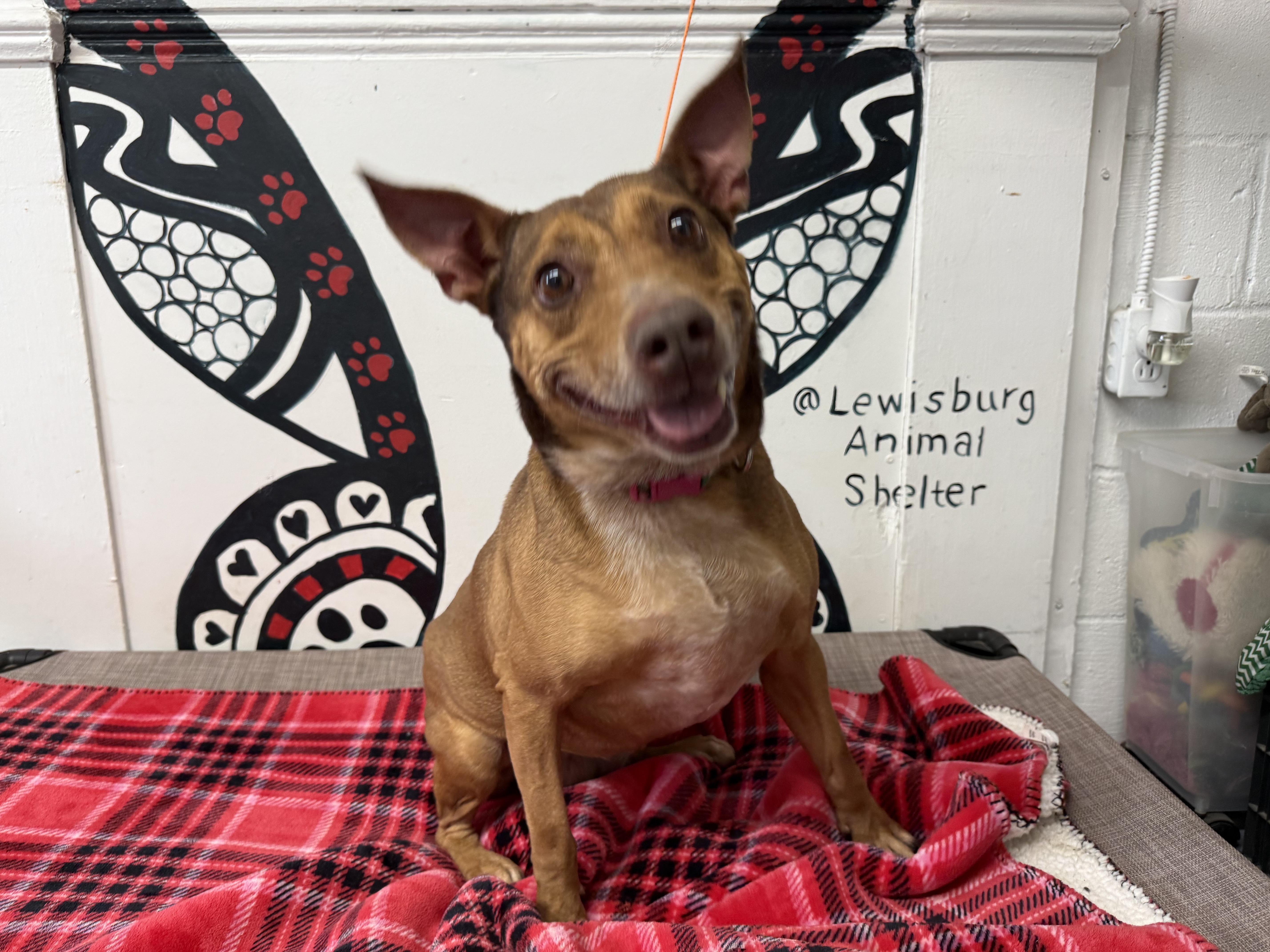 Enlarge Daiquiri, a Adoptable mixed breed in Lewisburg, TN image 3/3