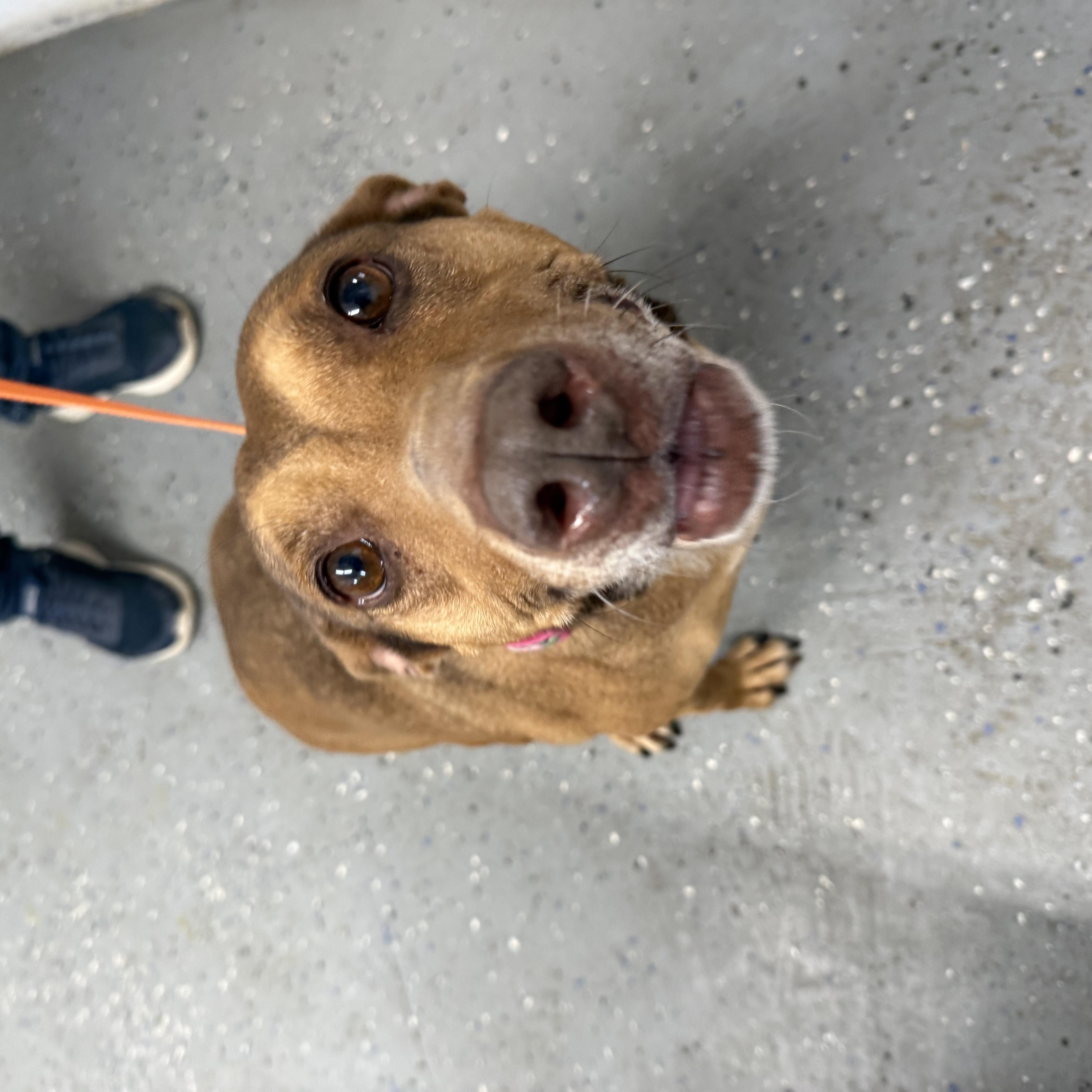 Enlarge Daiquiri, a Adoptable mixed breed in Lewisburg, TN image 1/3