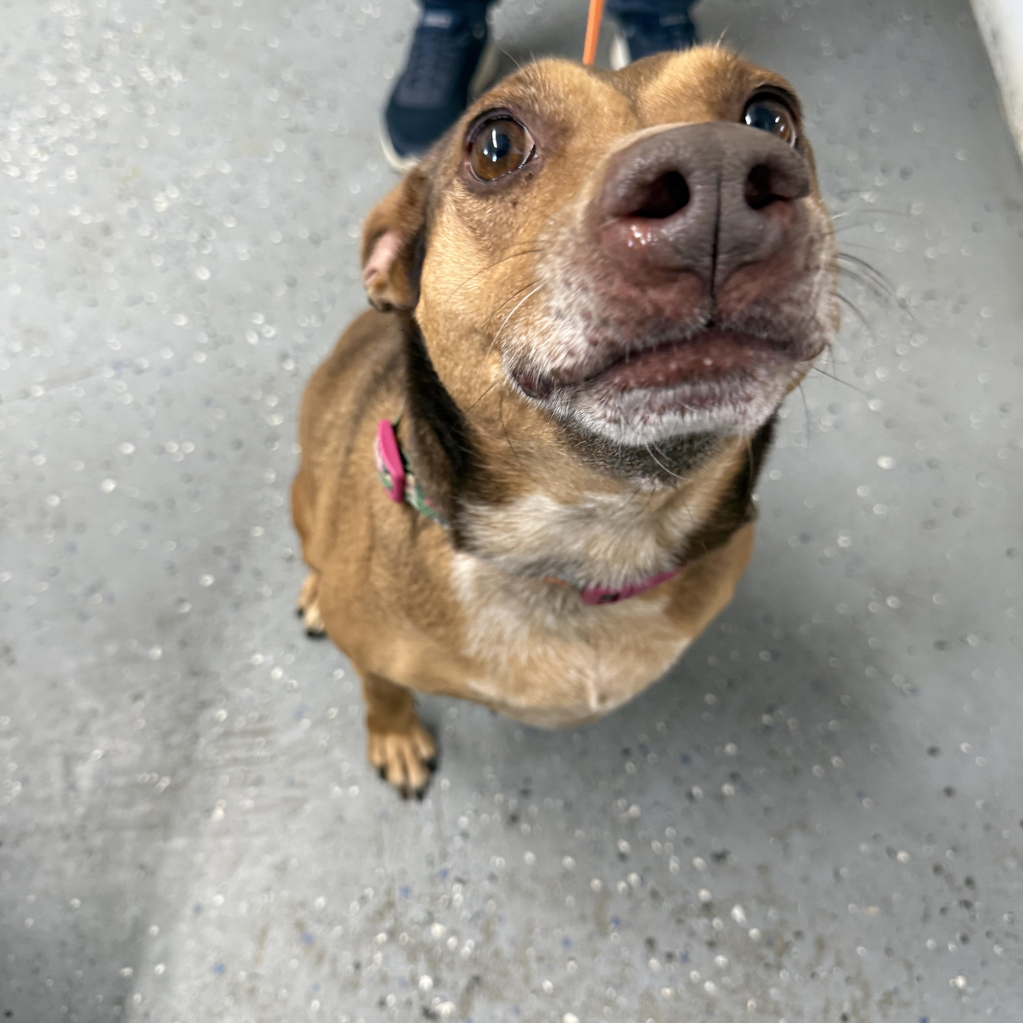 Enlarge Daiquiri, a Adoptable mixed breed in Lewisburg, TN image 2/3