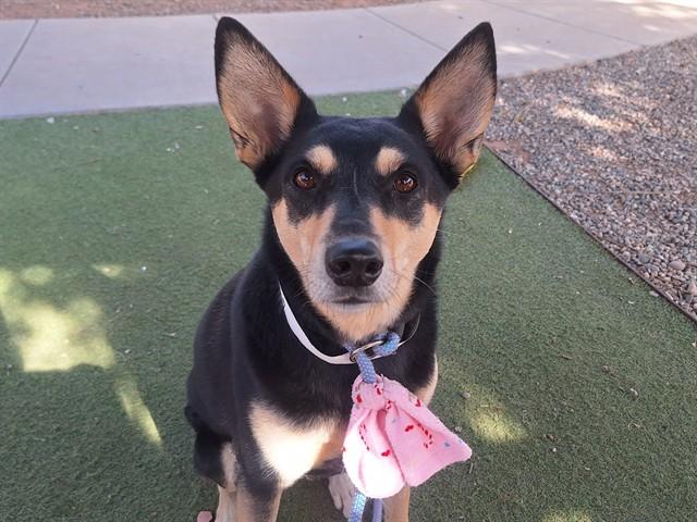 KONA, Adoptable, Adult Female Australian Kelpie & Australian Cattle Dog / Blue Heeler.