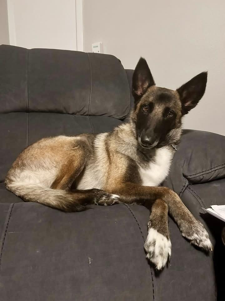 Enlarge 25-110 Miss Bowie, a Adoptable mixed breed in Richardson, TX image 1/6