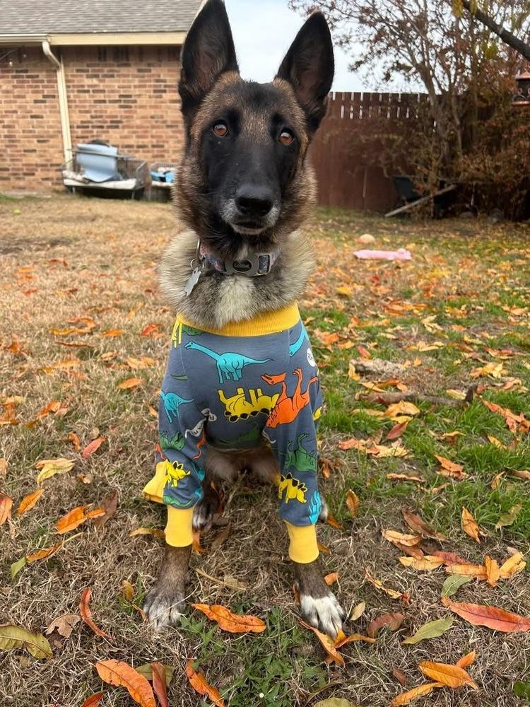 25-110 Bowie, Adoptable, Adult Female Shepherd & Belgian Shepherd / Malinois.