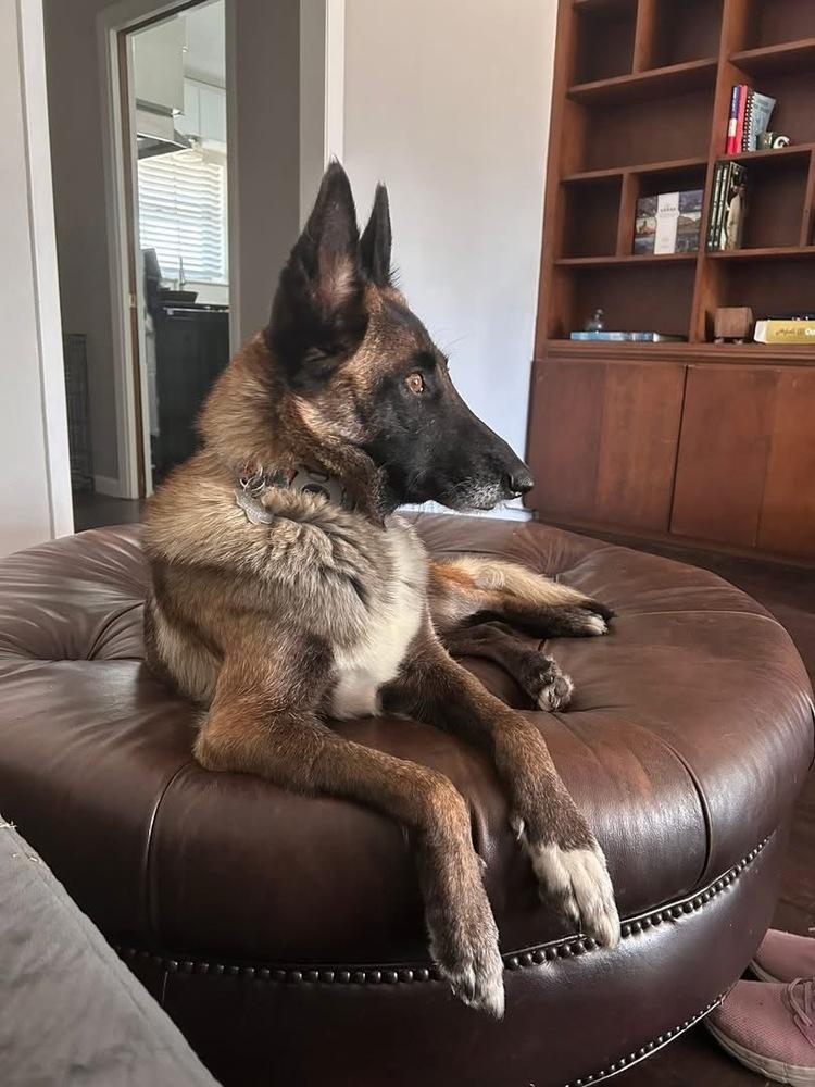 25-110 Bowie, Adoptable, Adult Female Shepherd & Belgian Shepherd / Malinois.
