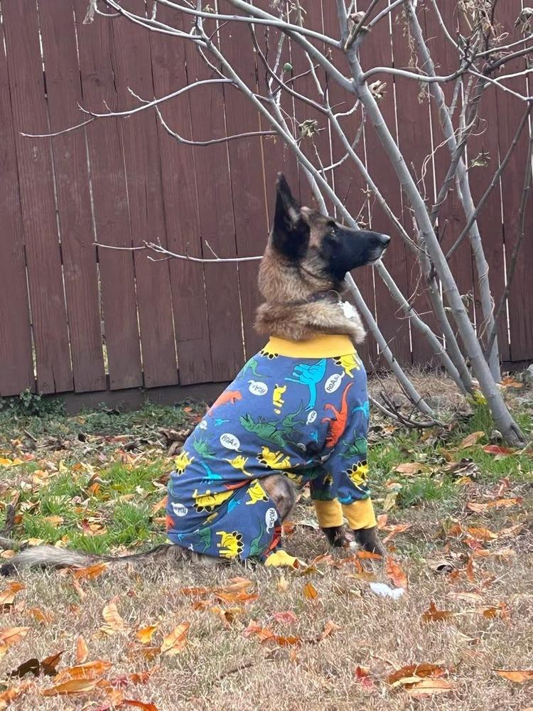 Enlarge 25-110 Bowie, a Adoptable mixed breed in Richardson, TX image 2/6