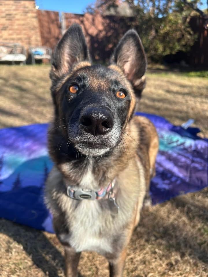 Enlarge 25-110 Bowie, a Adoptable mixed breed in Richardson, TX image 3/6