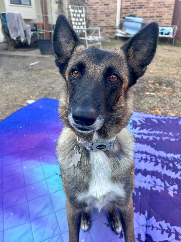 Enlarge 25-110 Bowie, a Adoptable mixed breed in Richardson, TX image 4/6