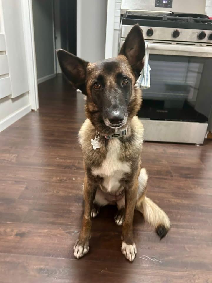 Enlarge 25-110 Bowie, a Adoptable mixed breed in Richardson, TX image 3/6