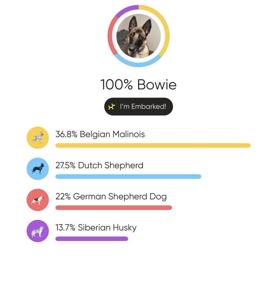 Enlarge 25-110 Miss Bowie, a Adoptable mixed breed in Richardson, TX image 3/6