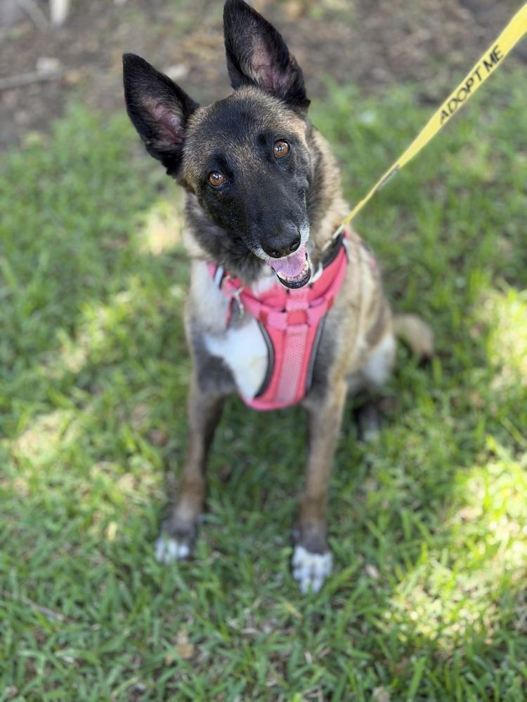 Enlarge 25-110 Miss Bowie, a Adoptable mixed breed in Richardson, TX image 4/6