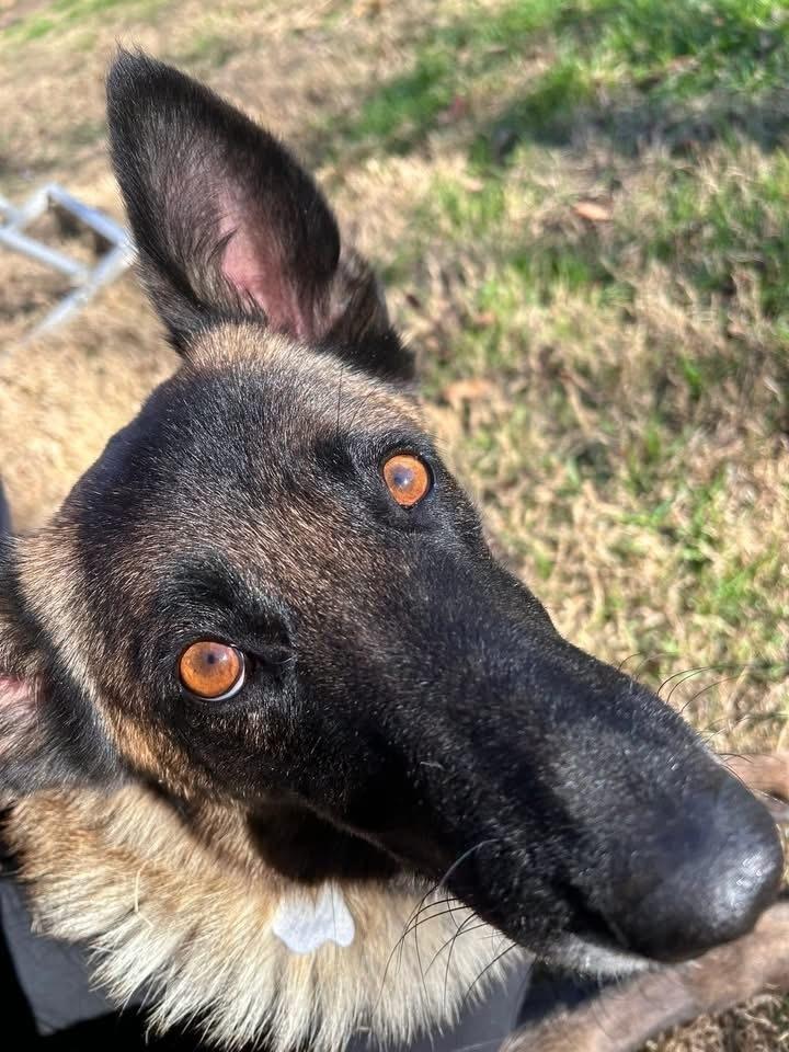 Enlarge 25-110 Miss Bowie, a Adoptable mixed breed in Richardson, TX image 5/6