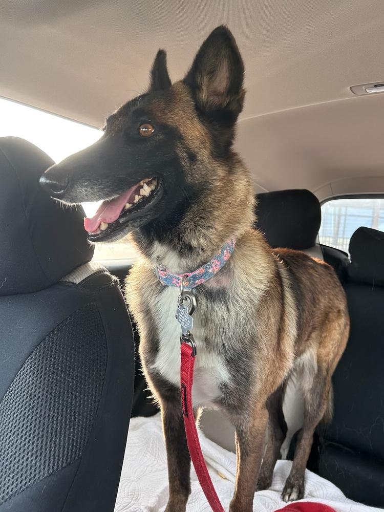 Enlarge 25-110 Bowie, a Adoptable mixed breed in Richardson, TX image 5/6