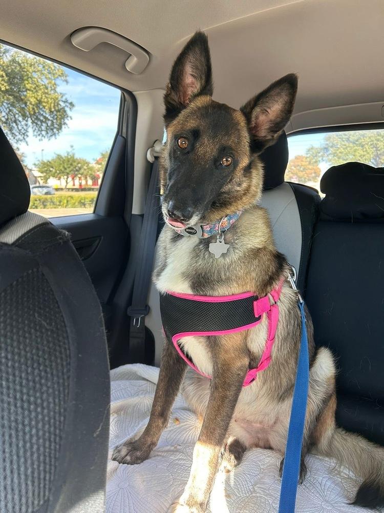 Enlarge 25-110 Bowie, a Adoptable mixed breed in Richardson, TX image 6/6