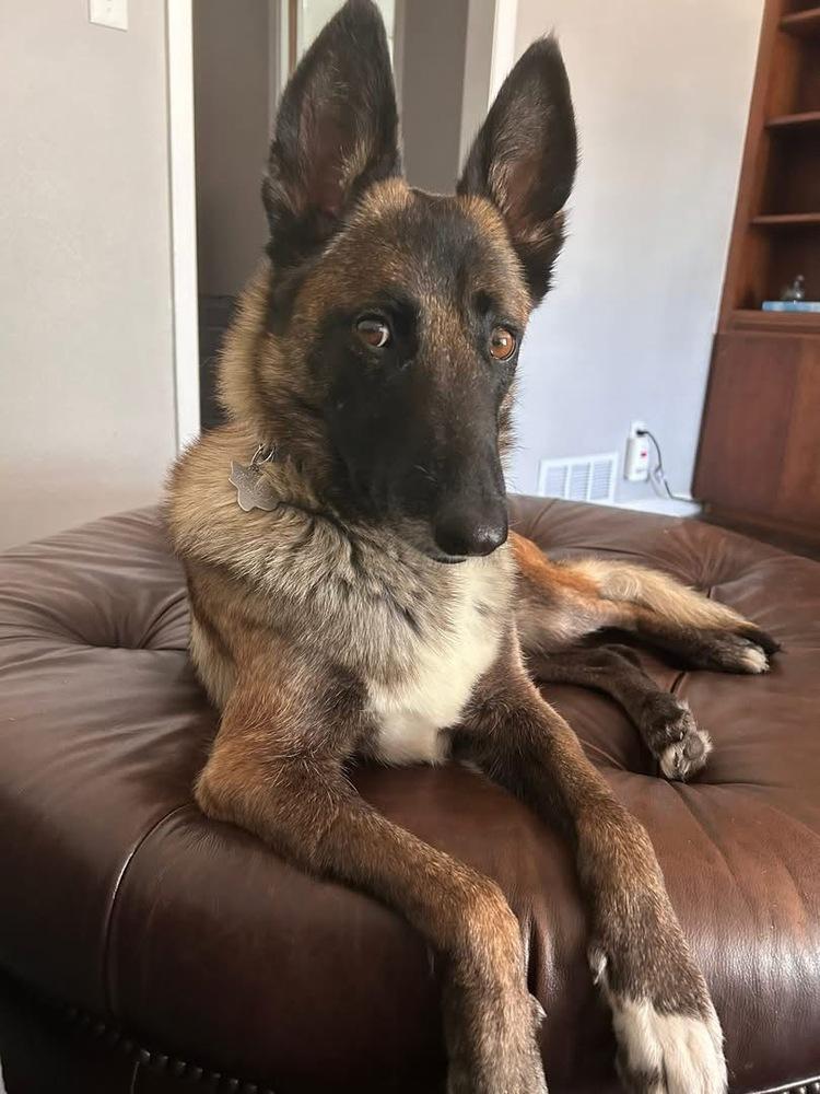 25-110 Miss Bowie, a Adoptable mixed breed in Richardson, TX image 4/6