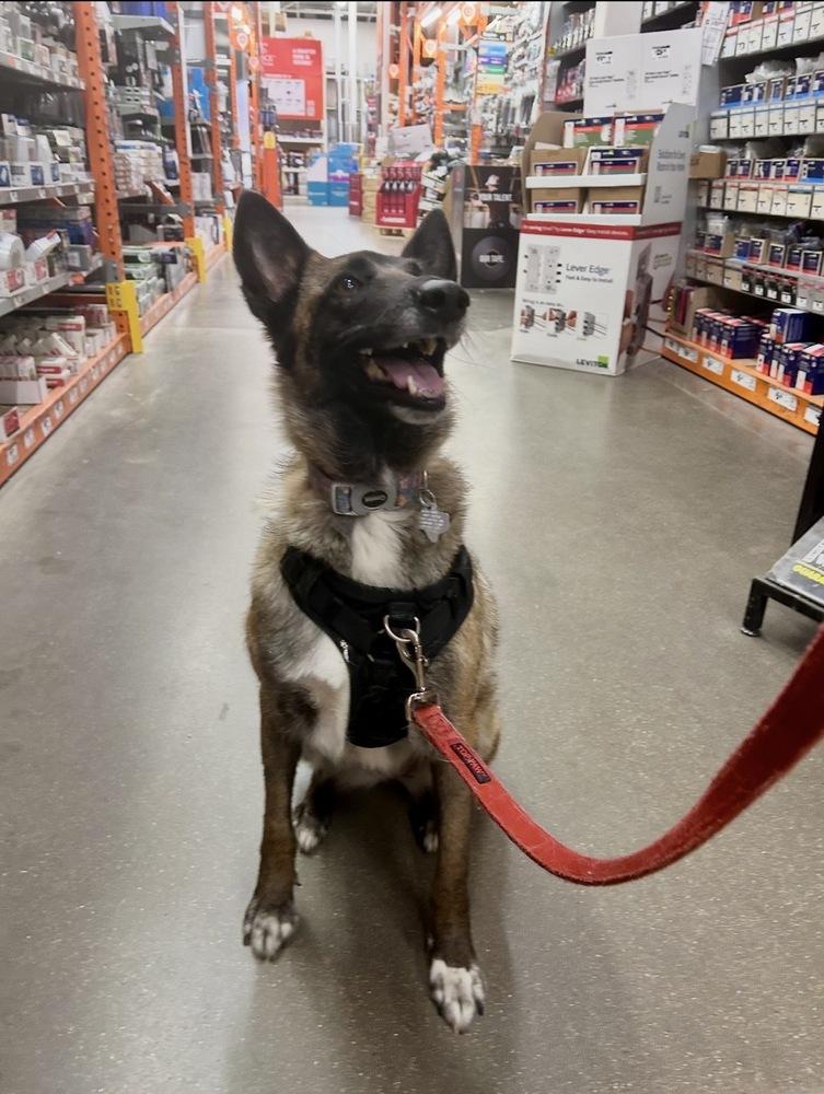 Enlarge 25-110 Miss Bowie, a Adoptable mixed breed in Richardson, TX image 6/6