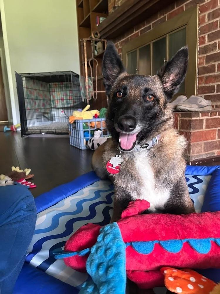 25-110 Miss Bowie, a Adoptable mixed breed in Richardson, TX image 5/6