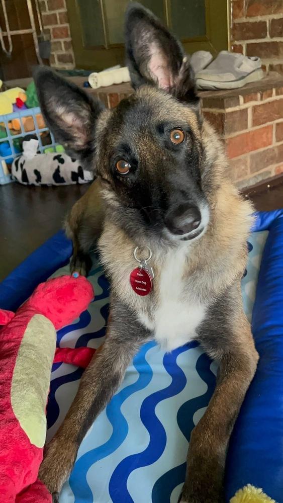 25-110 Miss Bowie, a Adoptable mixed breed in Richardson, TX image 6/6