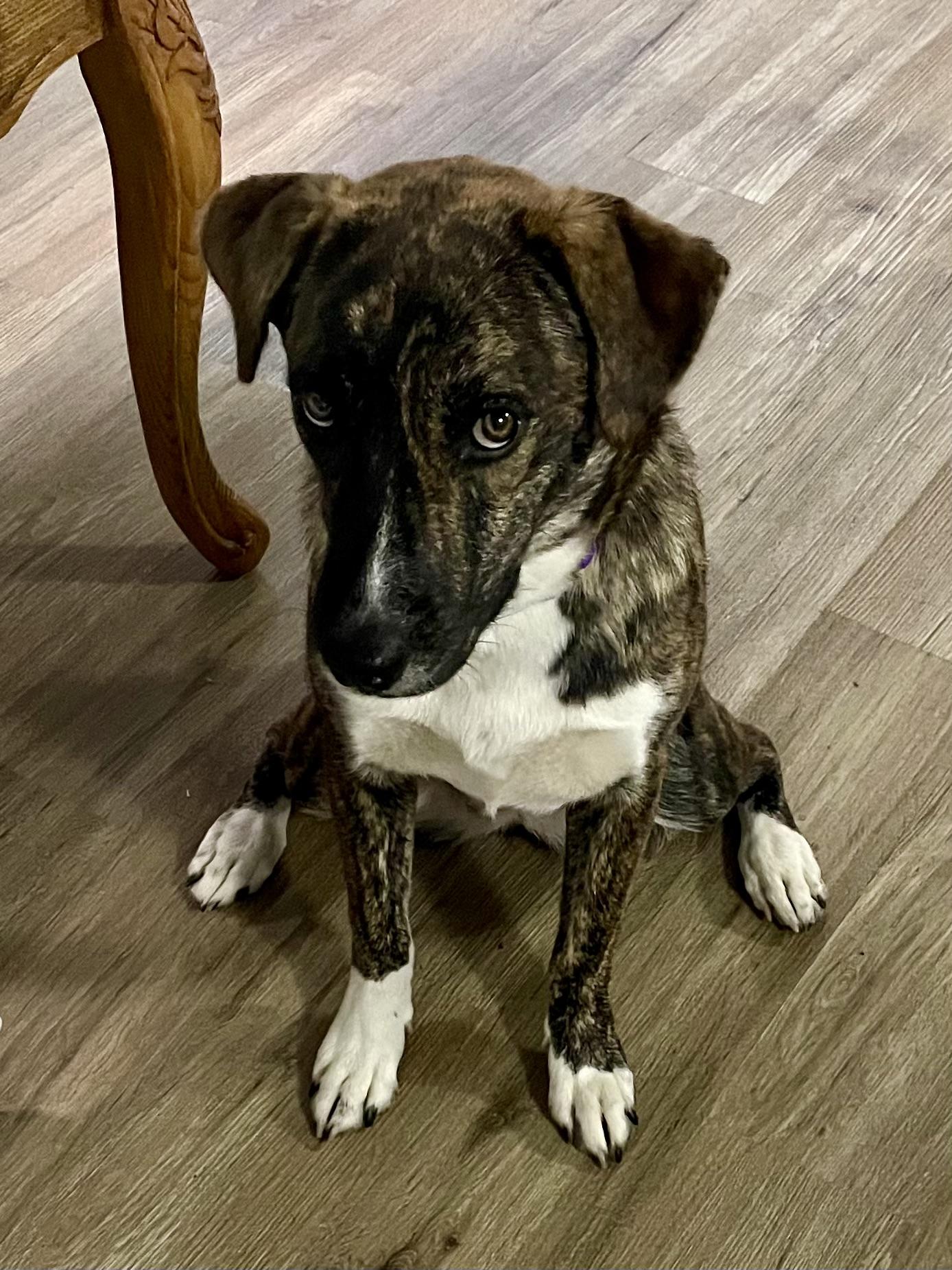 Enlarge Mimi, a Adoptable mixed breed in Los Angeles, CA image 3/5