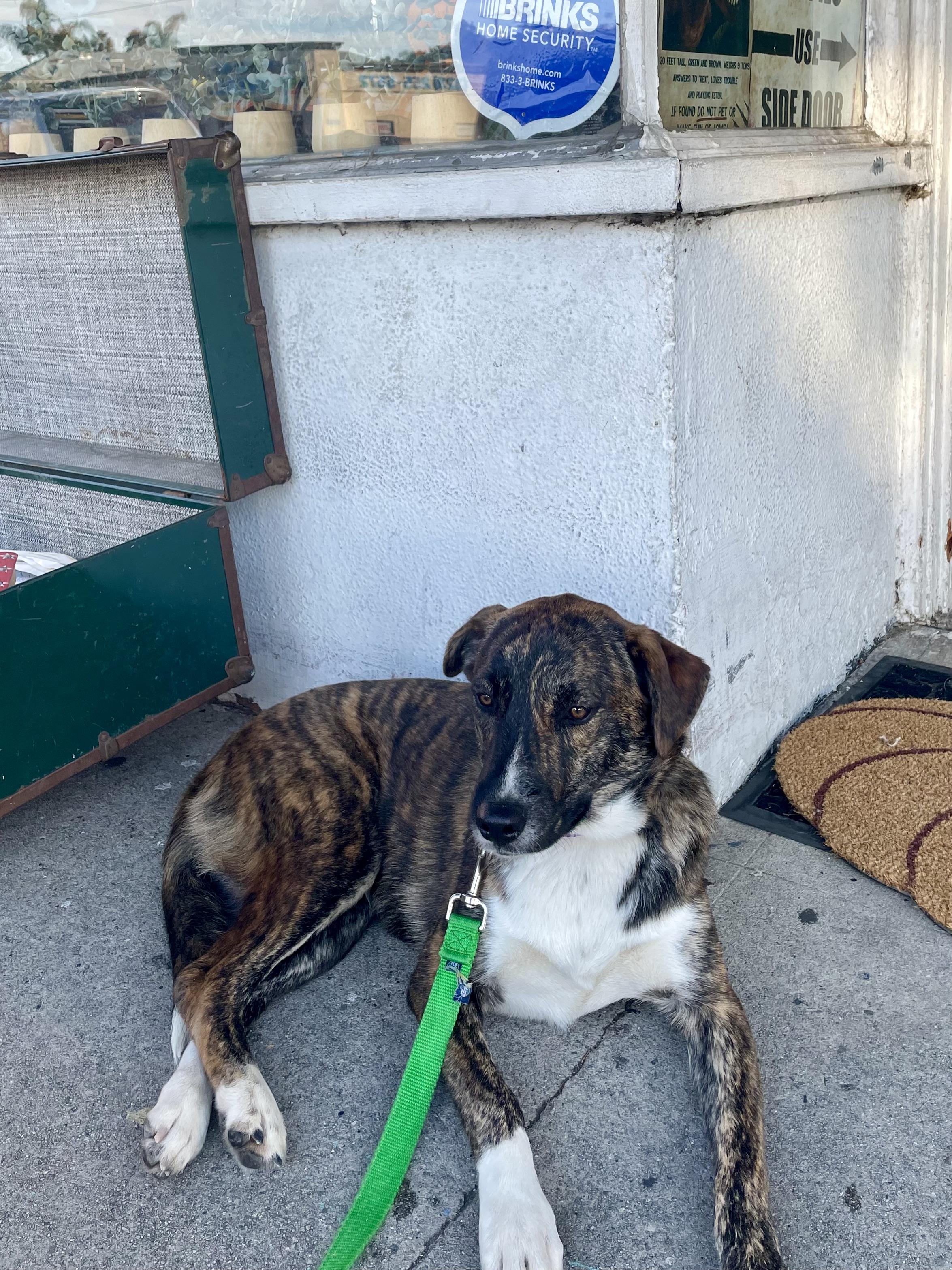 Enlarge Mimi, a Adoptable mixed breed in Los Angeles, CA image 4/5