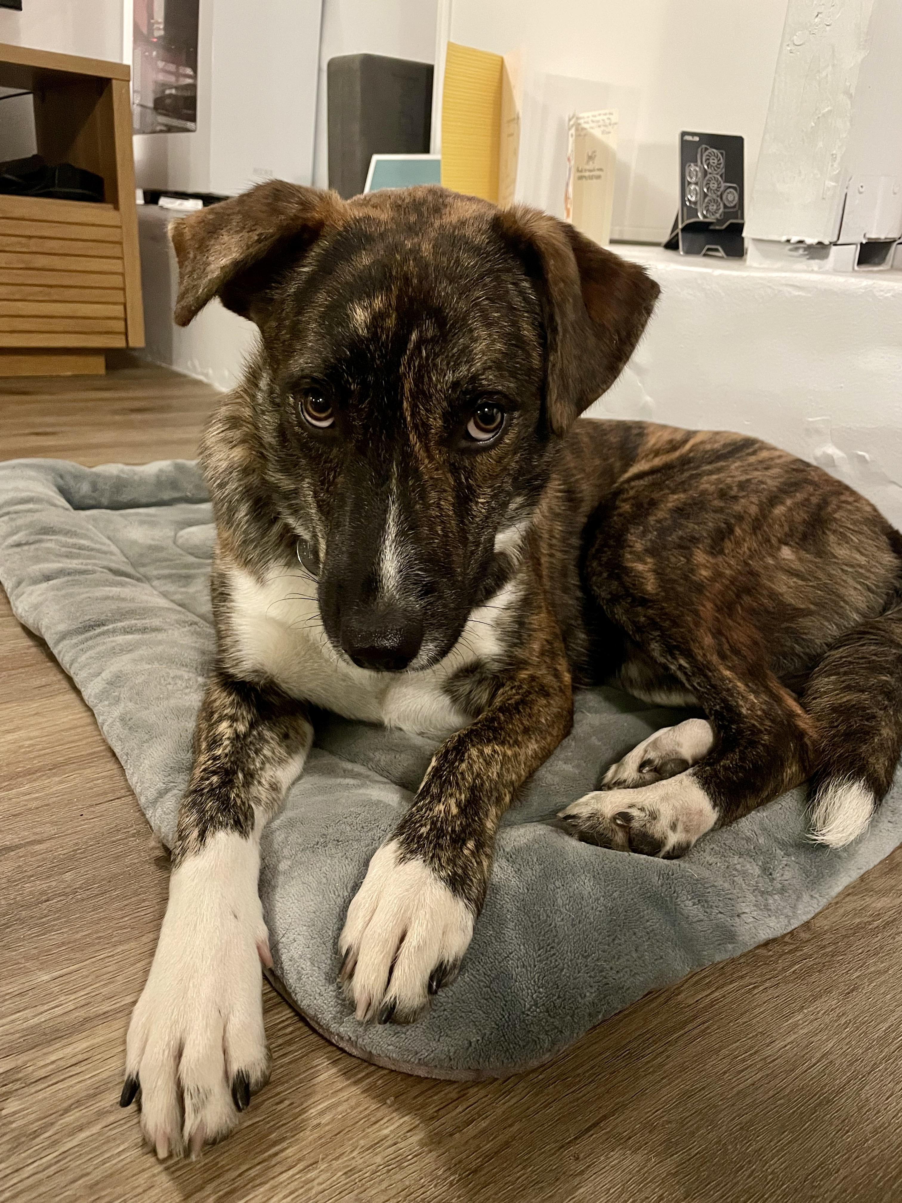 Mimi, Adoptable, Puppy Female Australian Shepherd & German Shepherd Dog.