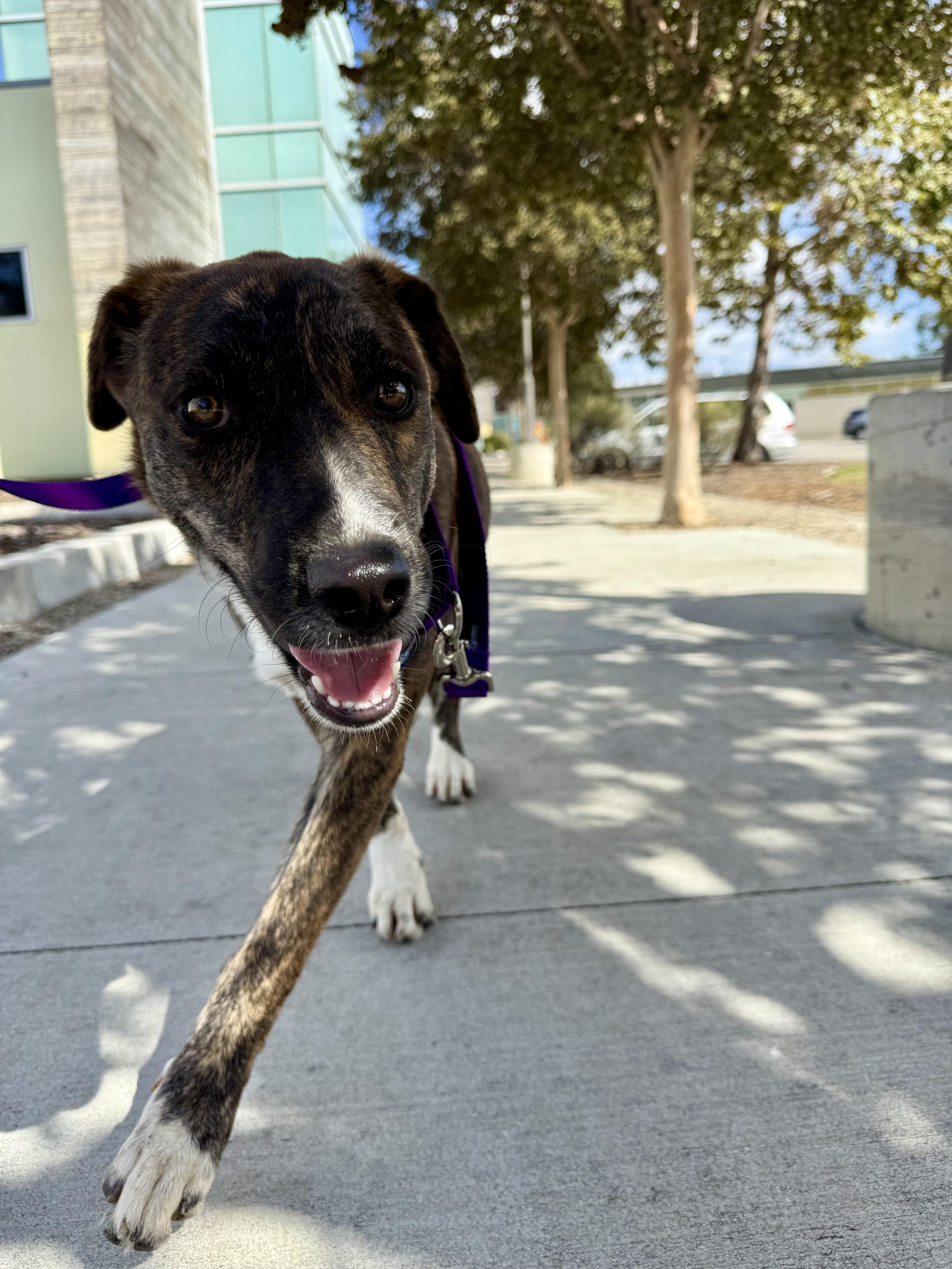 Enlarge Mimi, a Adoptable mixed breed in Los Angeles, CA image 2/5