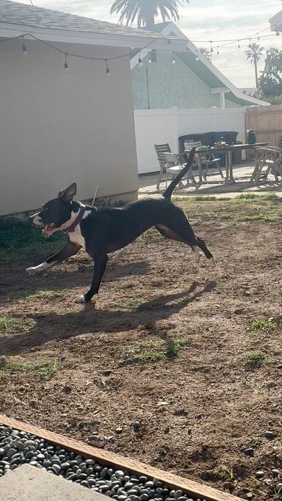 Enlarge Mimi, a Adoptable mixed breed in Los Angeles, CA video 5/5