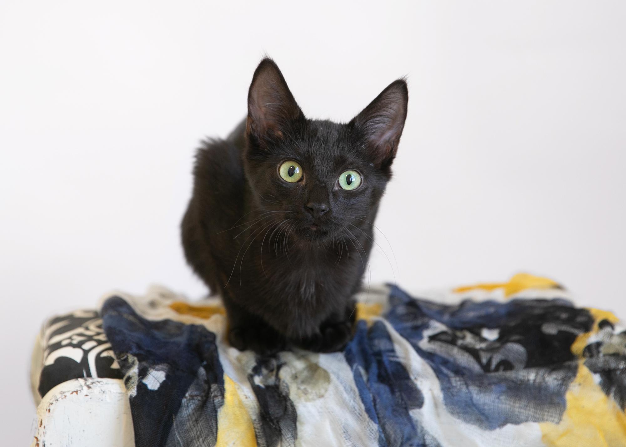 Bruce Wayne, Adoptable, Young Male Domestic Short Hair.
