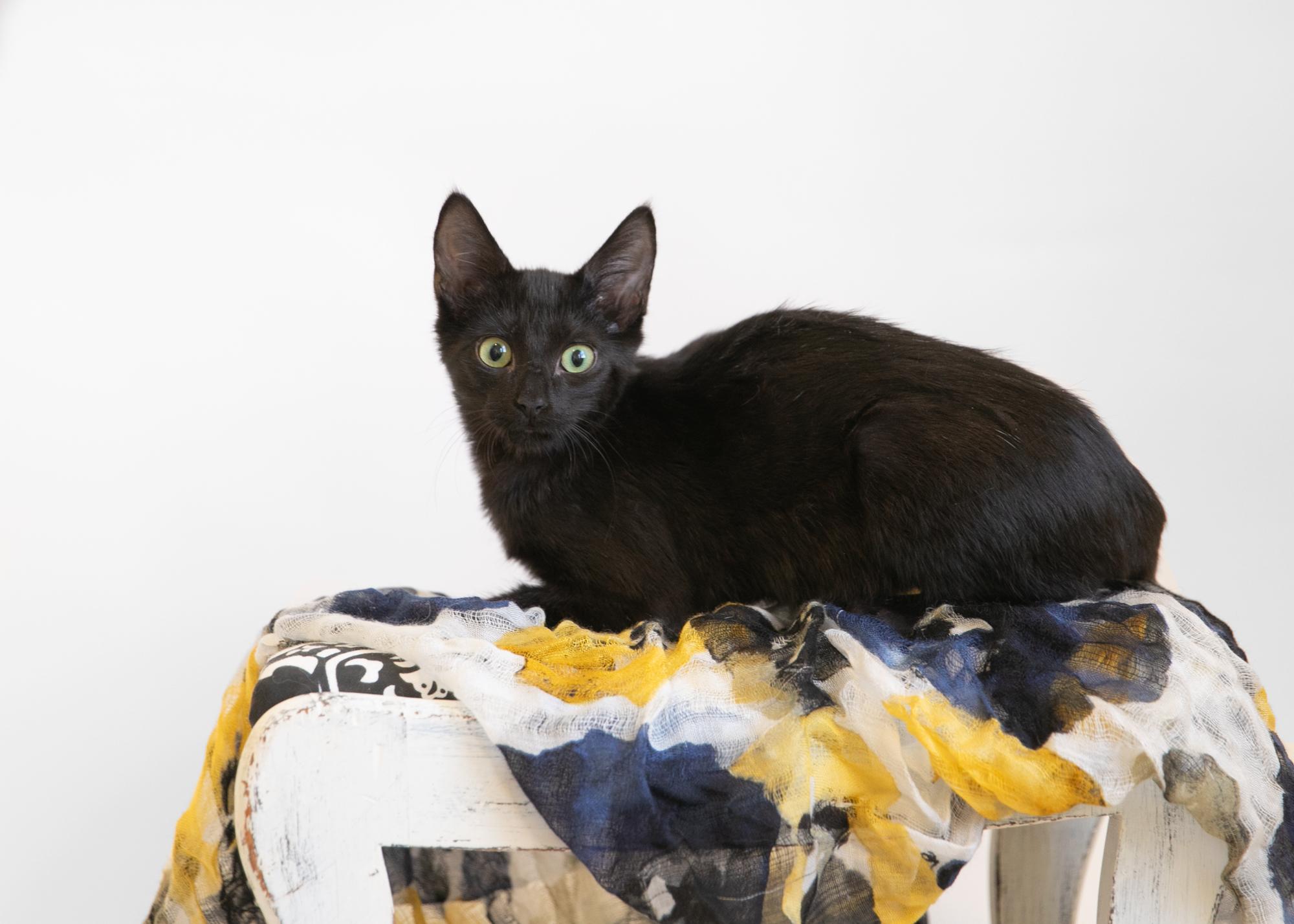 Bruce Wayne, a Adoptable mixed breed in Homewood, AL image 2/5