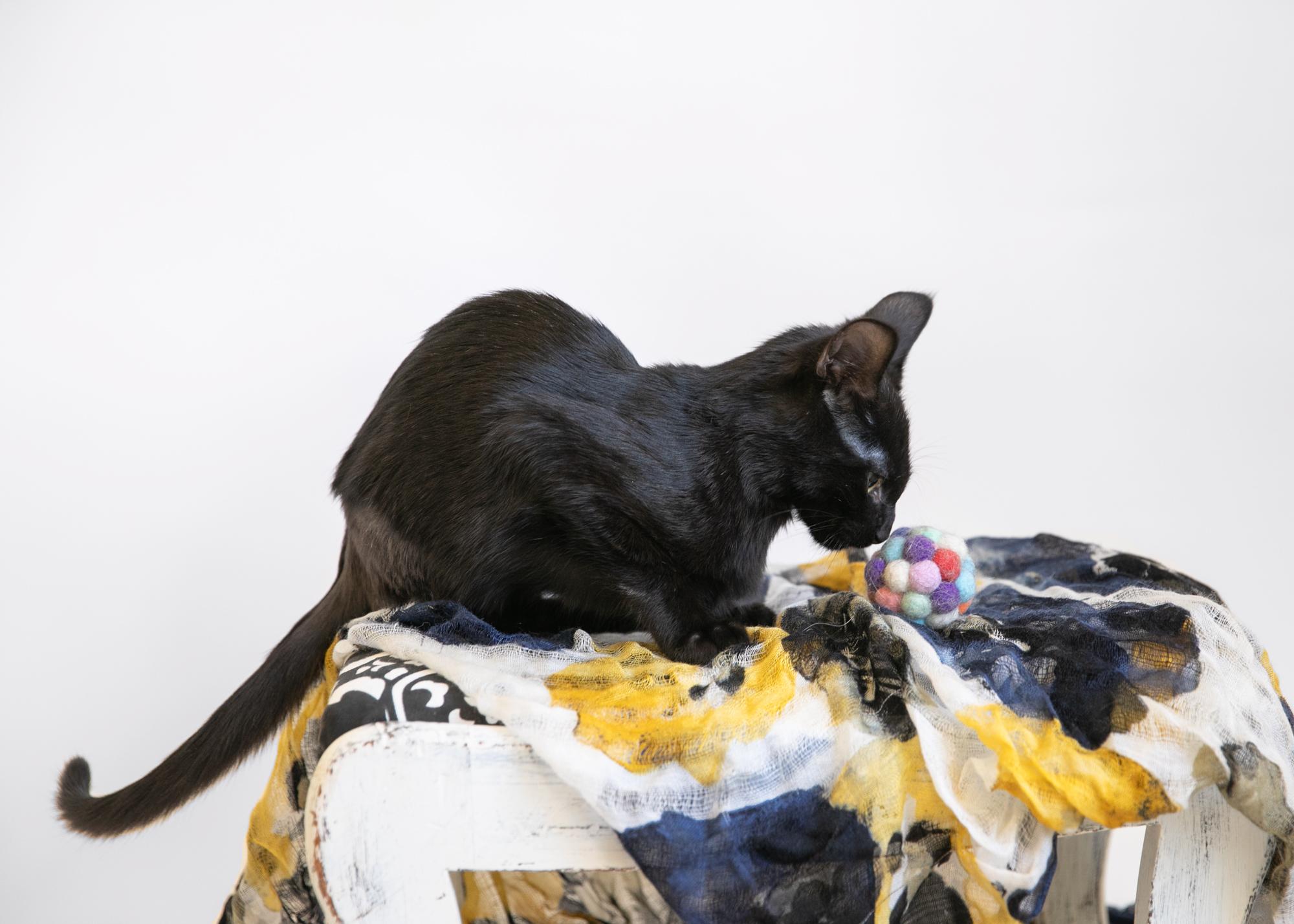 Bruce Wayne, a Adoptable mixed breed in Homewood, AL image 3/5