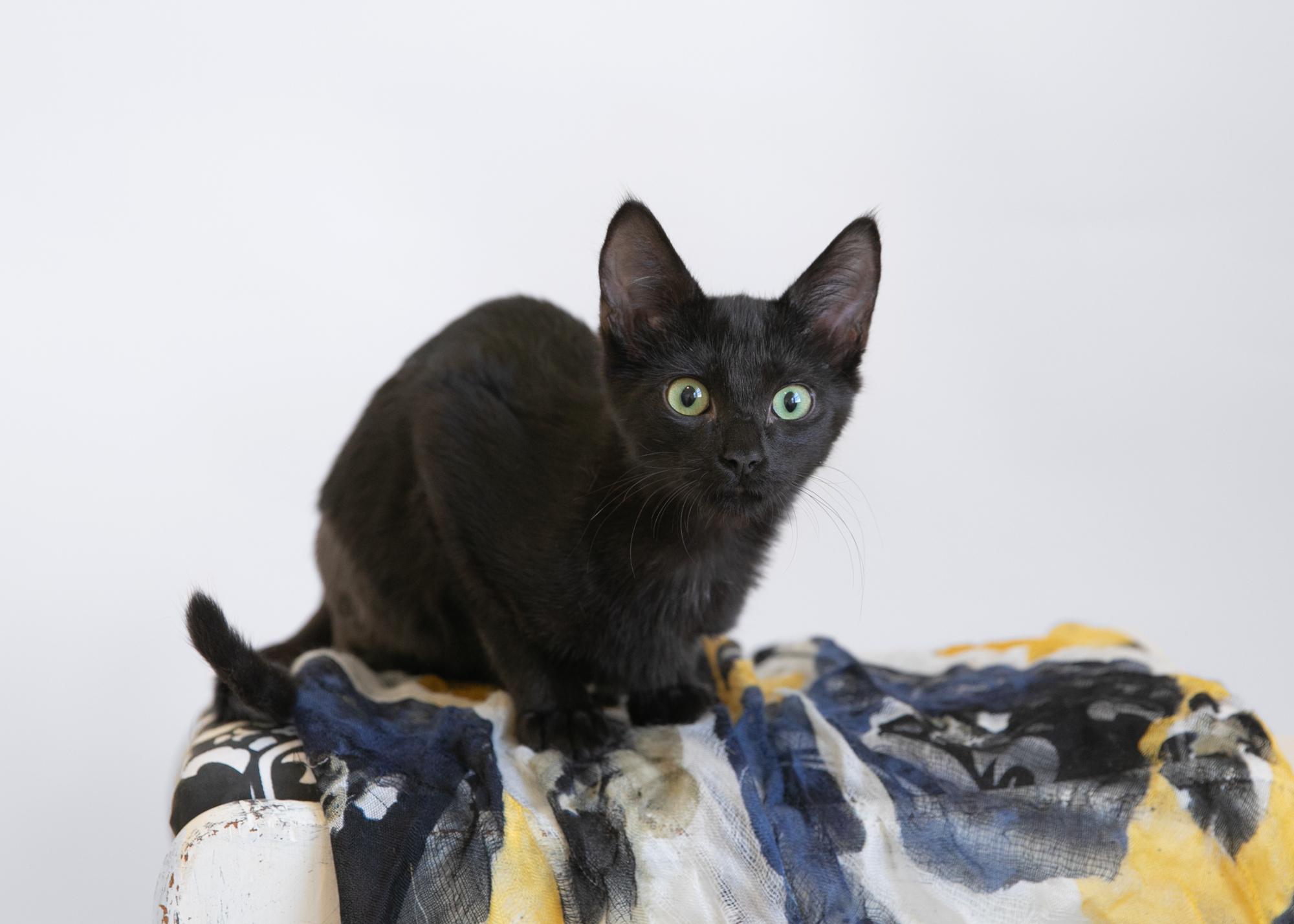 Bruce Wayne, a Adoptable mixed breed in Homewood, AL image 4/5