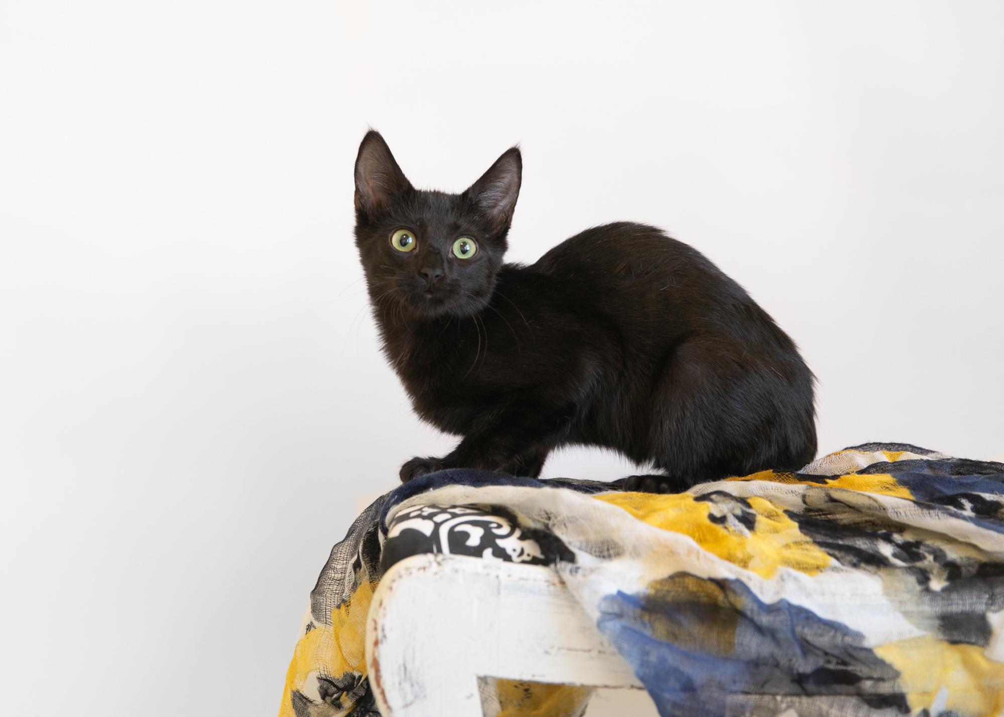 Bruce Wayne, a Adoptable mixed breed in Homewood, AL image 5/5