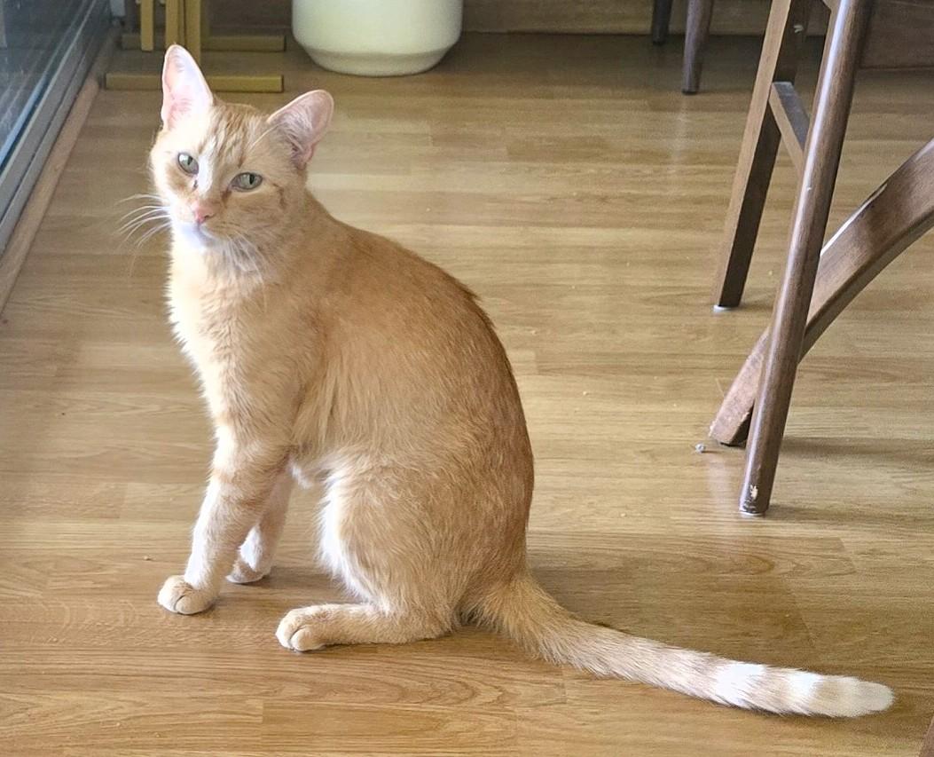 Enlarge Eloise, a Adoptable American Shorthair in San Diego, CA image 1/2