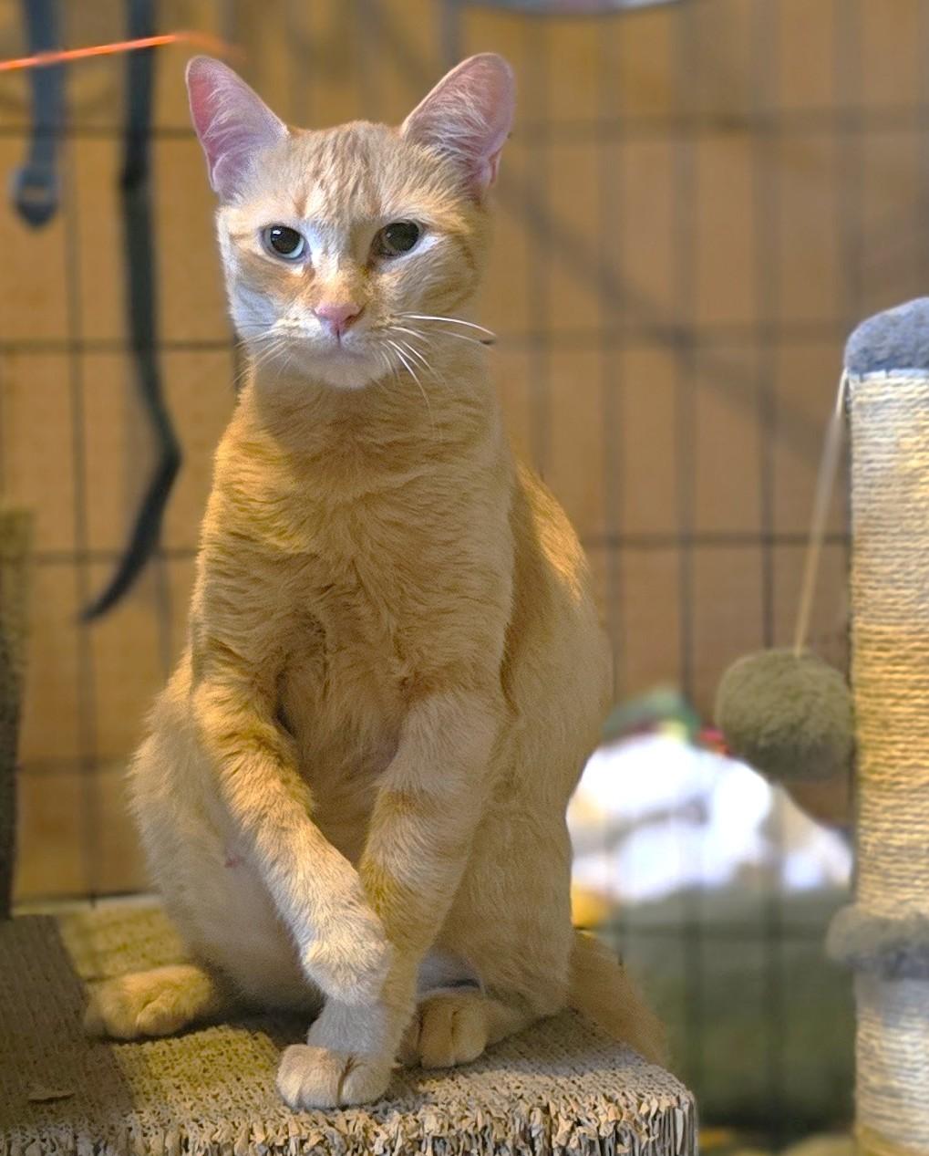 Enlarge Eloise, a Adoptable American Shorthair in San Diego, CA image 2/2